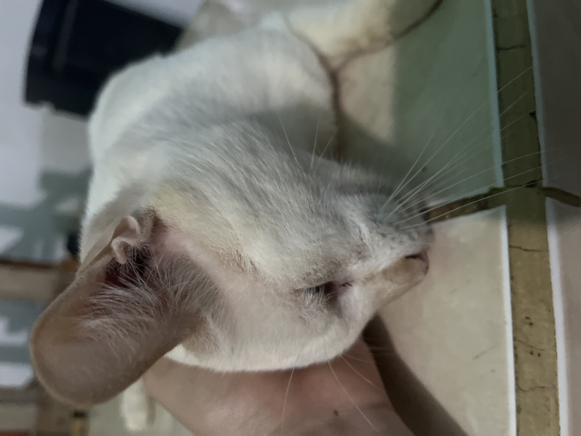 A close-up, eye-level, indoor shot depicts a light-colored cat resting its head on a tiled surface, possibly a kitchen counter, in Juan Griego, Venezuela. The cat's fur is predominantly white with subtle cream or light brown markings on its ears and face. One of its ears is partially visible, appearing large and somewhat translucent, with fine hairs on the inside. The cat's eyes are closed, and its head is turned to the side, resting on its paw which is obscured by the cat's body. A human hand is visible on the left side of the frame, gently touching the cat's head, suggesting a moment of comfort or petting. The background is out of focus, showing hints of furniture and dark objects, indicating an indoor domestic setting. The tiled surface appears to be beige or cream-colored with some dark speckles.