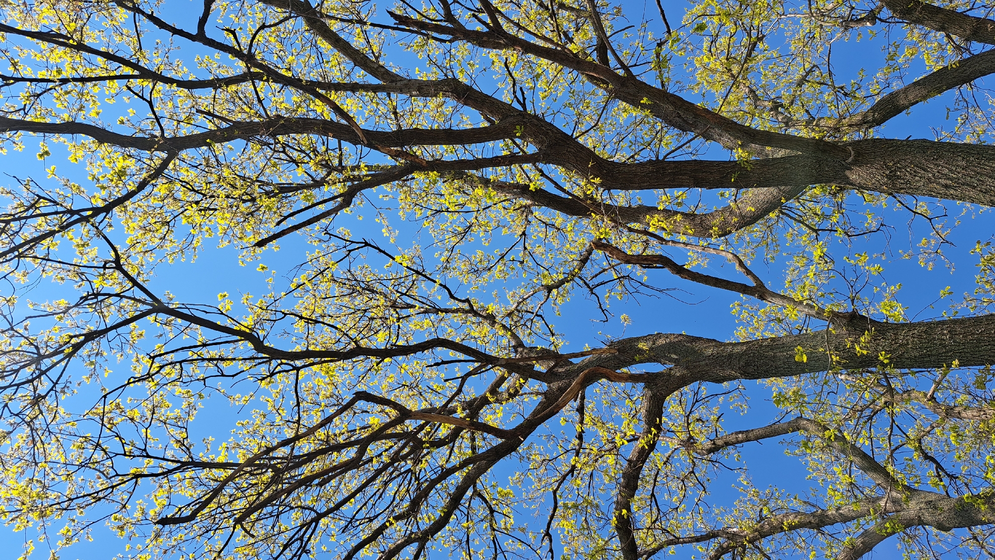 An upward-facing shot captures the canopy of a large tree against a bright, clear blue sky. Thick, dark, gnarled branches, ranging from deep brown to gray, crisscross the frame, creating a complex, organic pattern. From these branches, numerous small, vibrant, light-green leaves are emerging, indicating early spring growth. Many of these new leaves are backlit by the sun, making them appear translucent and glow with a fresh, almost luminous quality. The sky is a uniform, brilliant azure with no clouds, suggesting a clear and sunny day. The perspective emphasizes the intricate structure of the tree and the delicate beauty of new foliage, evoking a sense of renewal and natural serenity. There is no visible activity, people, or text in the image.