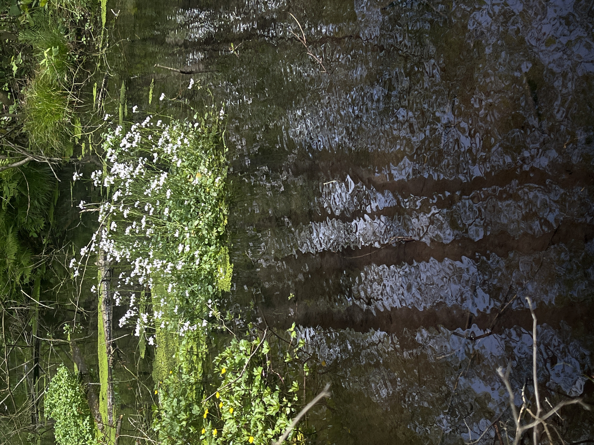 The image shows a body of water reflecting the surrounding foliage. White flowers grow along the edge of the water, with other green plants and trees nearby. The water surface is rippled, obscuring a clear reflection. Bare branches are visible near the water's edge. The location is Unknown, Unknown.
