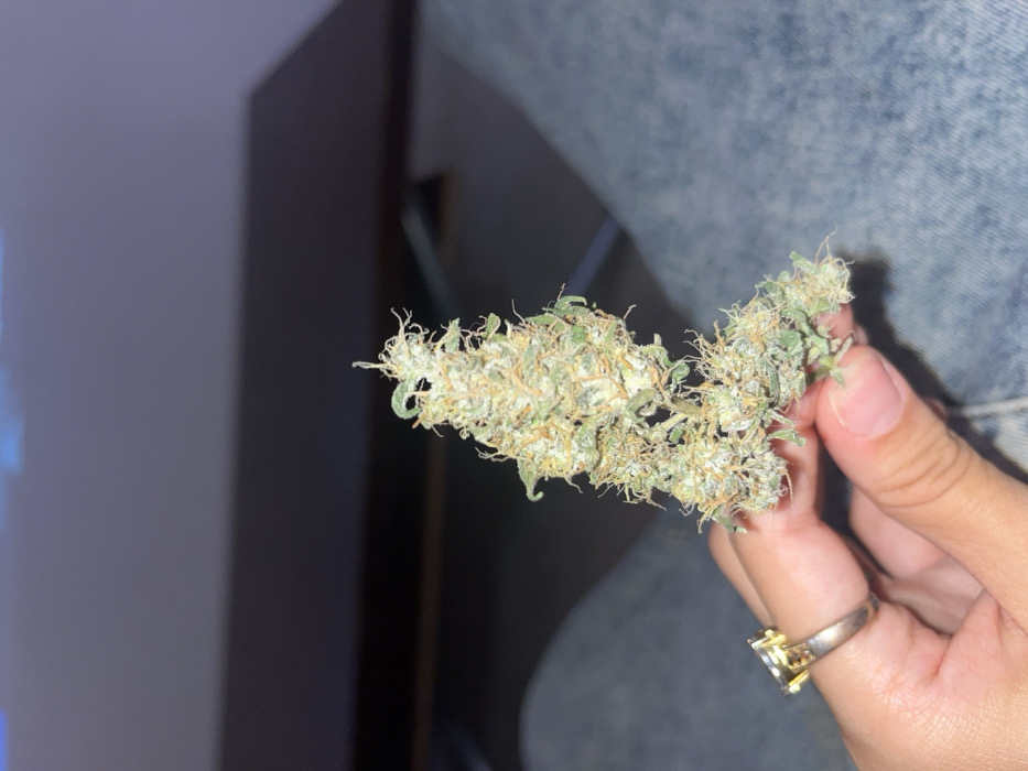 A hand, adorned with a gold and silver ring, holds a bud of marijuana. The cannabis flower appears light green with visible trichomes, suggesting a resinous quality. Background elements include a dark-colored cabinet or wall and the denim fabric of a jacket. The focus is sharp on the cannabis, highlighting its texture and color.