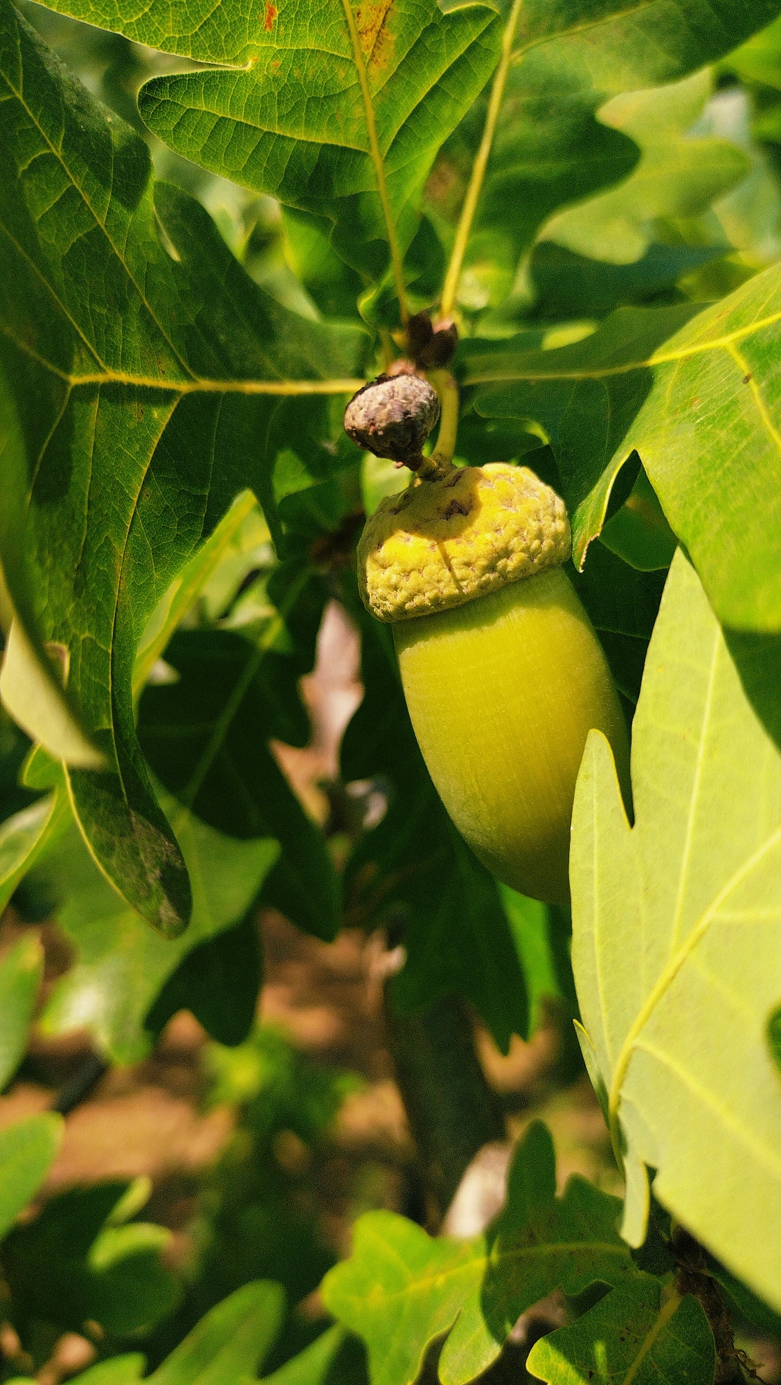 A close-up, vertical shot shows a single, unripe acorn on an oak tree. The acorn is a vibrant green, with a textured, yellowish-brown cap. It hangs from a thin stem, surrounded by the tree's large, lobed leaves. The leaves are a deep green, with some showing veins and a slightly lighter green hue where sunlight hits them. The background is a soft blur of green foliage and brown earth, suggesting a natural outdoor setting. The image does not depict any people or specific locations within the city of Horishni Plavni, Ukraine, nor does it capture any actions or interactions.