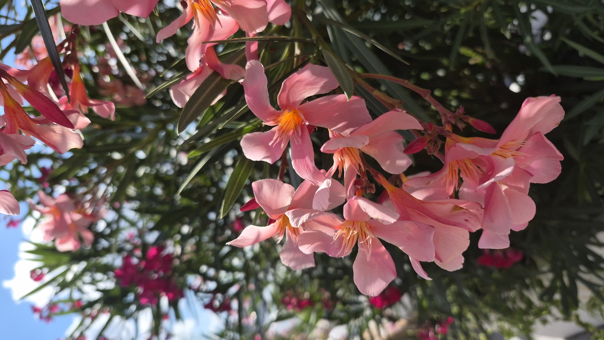 The image captures a close-up view of several bright pink oleander flowers in bloom against a backdrop of green foliage and a bright blue sky with white clouds. The flowers are the central focus, with their delicate petals and vibrant orange and yellow centers clearly visible. The lighting suggests it is daytime, possibly a sunny afternoon, given the shadows and highlights on the petals. The background is softly blurred, emphasizing the sharp detail of the flowers in the foreground. The context of Molzino, Russia, is not visually ascertainable from the image itself.
