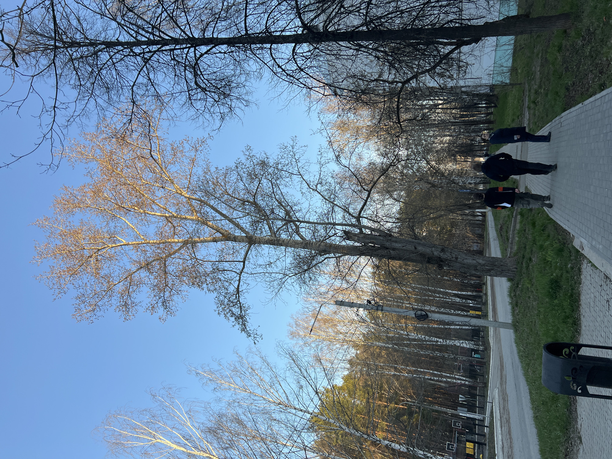 The image depicts a paved pedestrian walkway in Chaikovsky, Russia, flanked by trees and grass. Three people are walking along the path away from the camera. Bare trees are visible, filling much of the frame and contrasting with the blue sky. There is a metal waste bin on the right side of the path in the foreground. Further down the path, there is a row of trees on the left of the walkway, and a green patch on the right side, beyond the path. A light-colored building is at a distance.