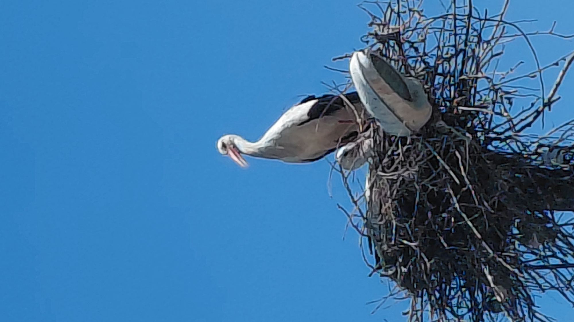 The image shows a low-angle view of a stork in its nest, against a clear blue sky. The nest, made of interwoven branches and twigs, is large and appears to be perched high up. The stork is white with black markings and has a long, curved neck and open beak. The location is unknown.