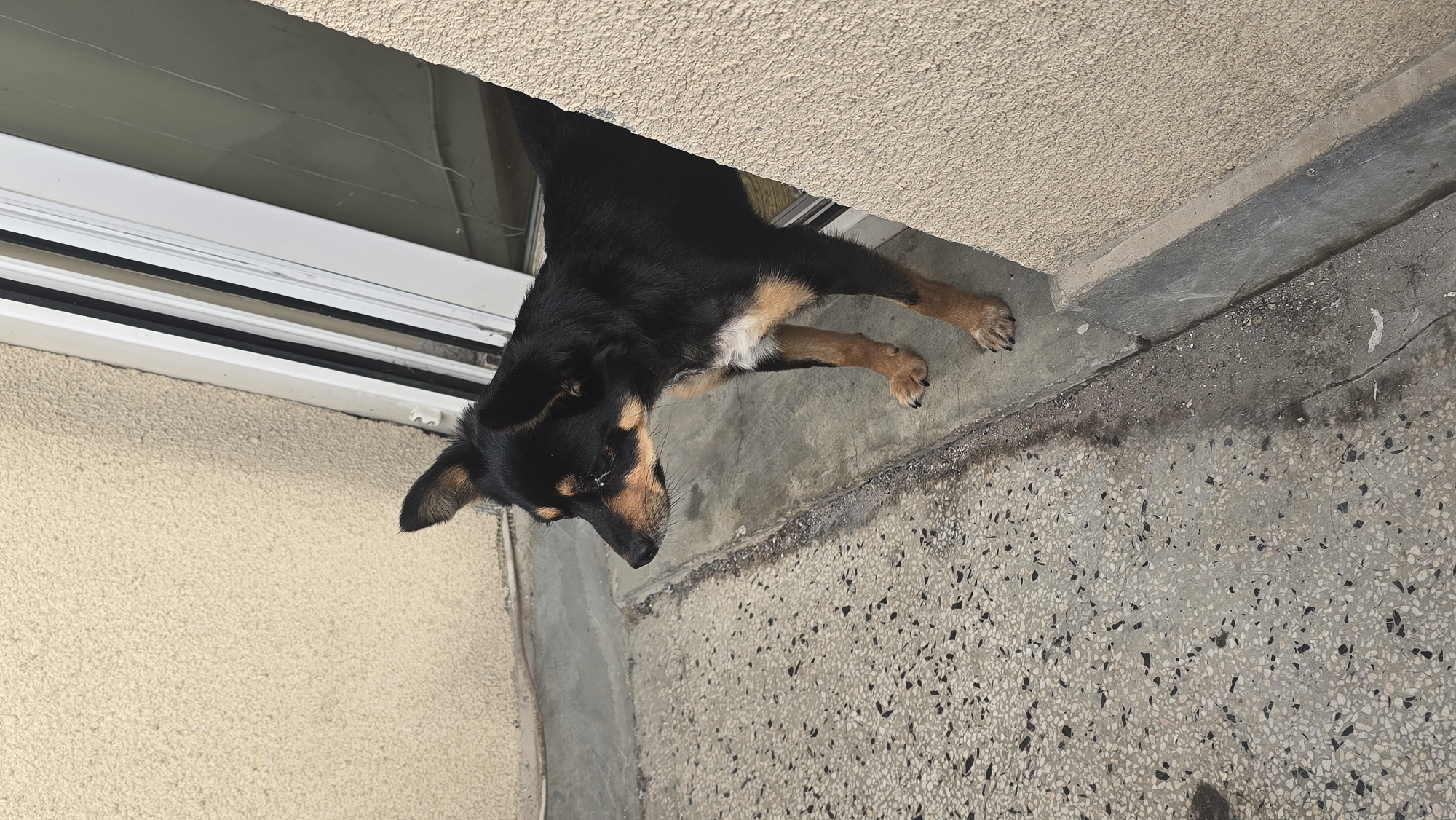 The image displays a medium-sized dog, predominantly black with distinct tan markings on its muzzle, above its eyes, and on its legs. A small patch of white fur is visible on its chest. The dog is captured standing on a light grey concrete surface embedded with dark speckles, resembling terrazzo. Its head is turned slightly to its left, and it appears to be calmly looking downwards.
To the dog's left is a textured, light beige wall, likely stucco. Behind the dog and extending into the background is a white PVC window frame or sliding door frame, featuring glass panes that show some minor streaks or reflections. A darker, rougher concrete edge runs across the middle ground of the image, where the dog's paws rest.
The scene depicts an outdoor area, possibly a balcony, patio, or an entrance to a building, located in Varna, Bulgaria. The lighting is natural and bright, indicating daytime conditions, although the absence of harsh shadows suggests indirect sunlight or an overcast sky. No people are visible in the frame, and there is no discernible text. The dog appears calm and observant within its surroundings.