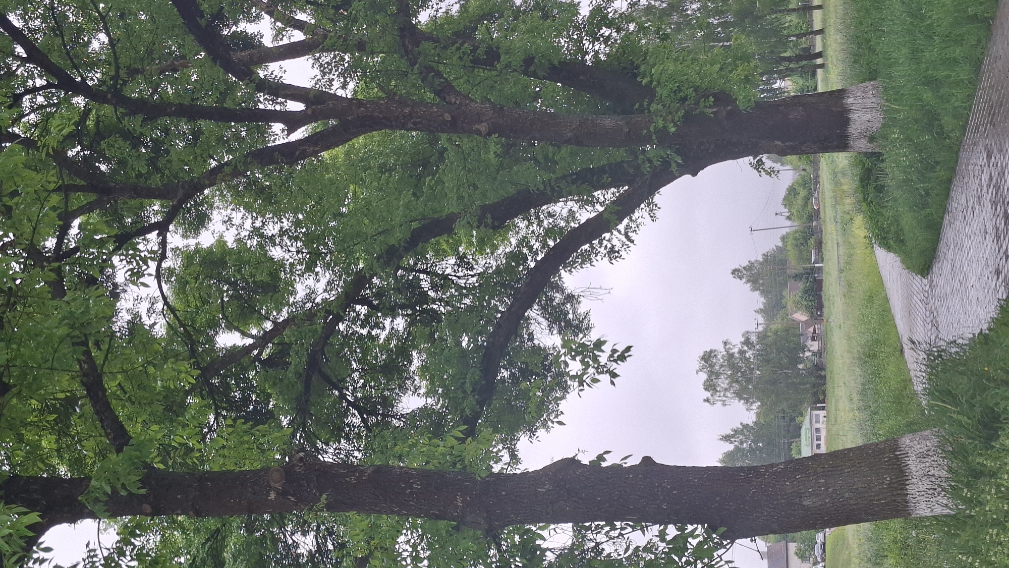 The image shows a view through trees along a pathway in Забалоцкі сельскі Савет, Belarus. The trees are leafy with thick branches. The trunks of the trees closest to the path are painted white. Beyond the trees, there is a view of green grass, a paved path, and residential buildings. The sky is overcast and grey. The scene appears to be in a public park or along a residential street. The general environment suggests a rainy day.