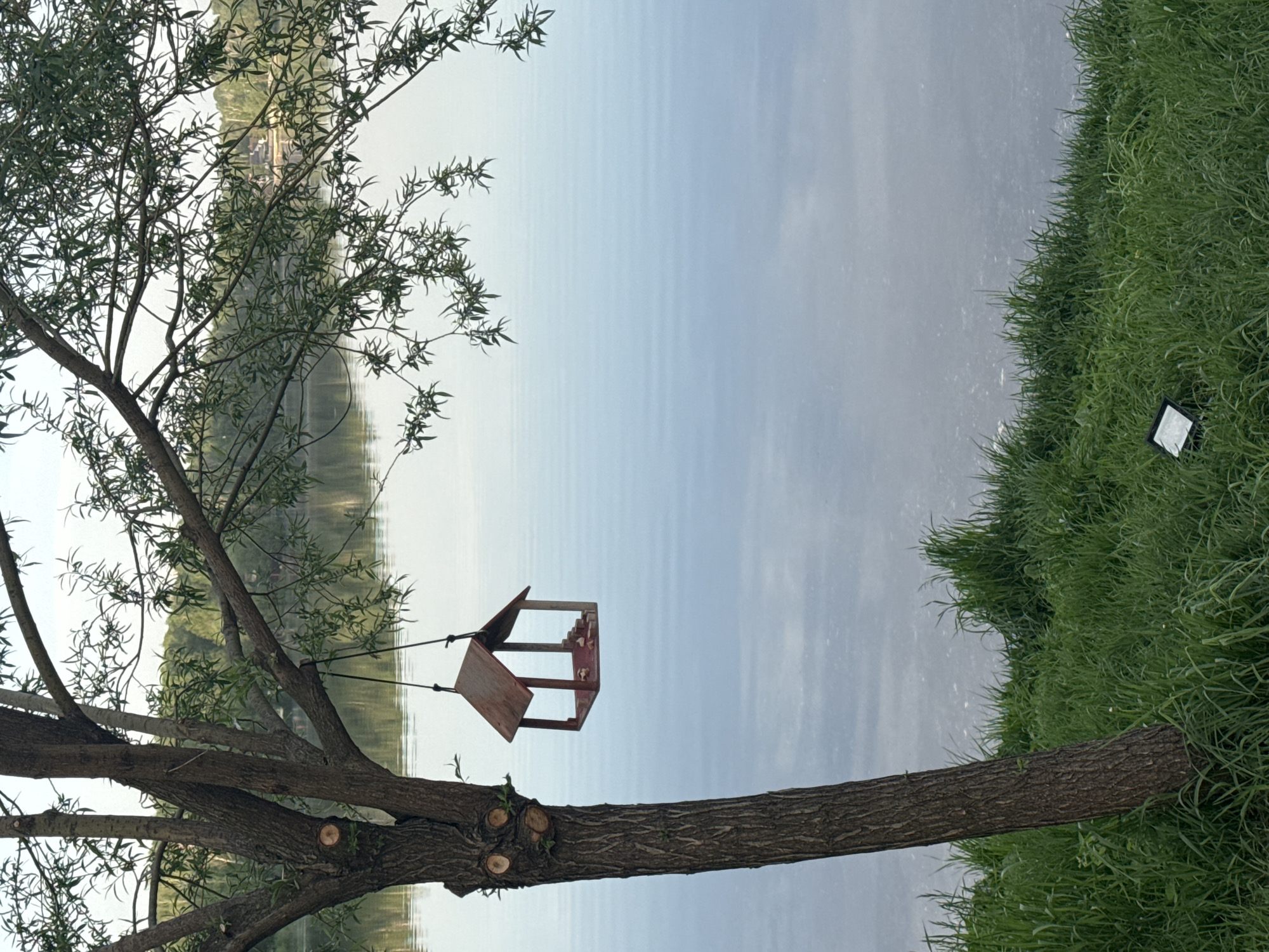 The image presents a view of a natural scene, likely near a body of water. A tree with green leaves occupies the left side, its branches extending into the frame. A wooden birdhouse hangs from one of the tree's limbs. To the right, green grass grows, and a reflective object lies among the blades. The background features a smooth, reflective surface that may be water, mirroring the sky and distant vegetation. It is likely the location is in or near Malakhovka, Russia.