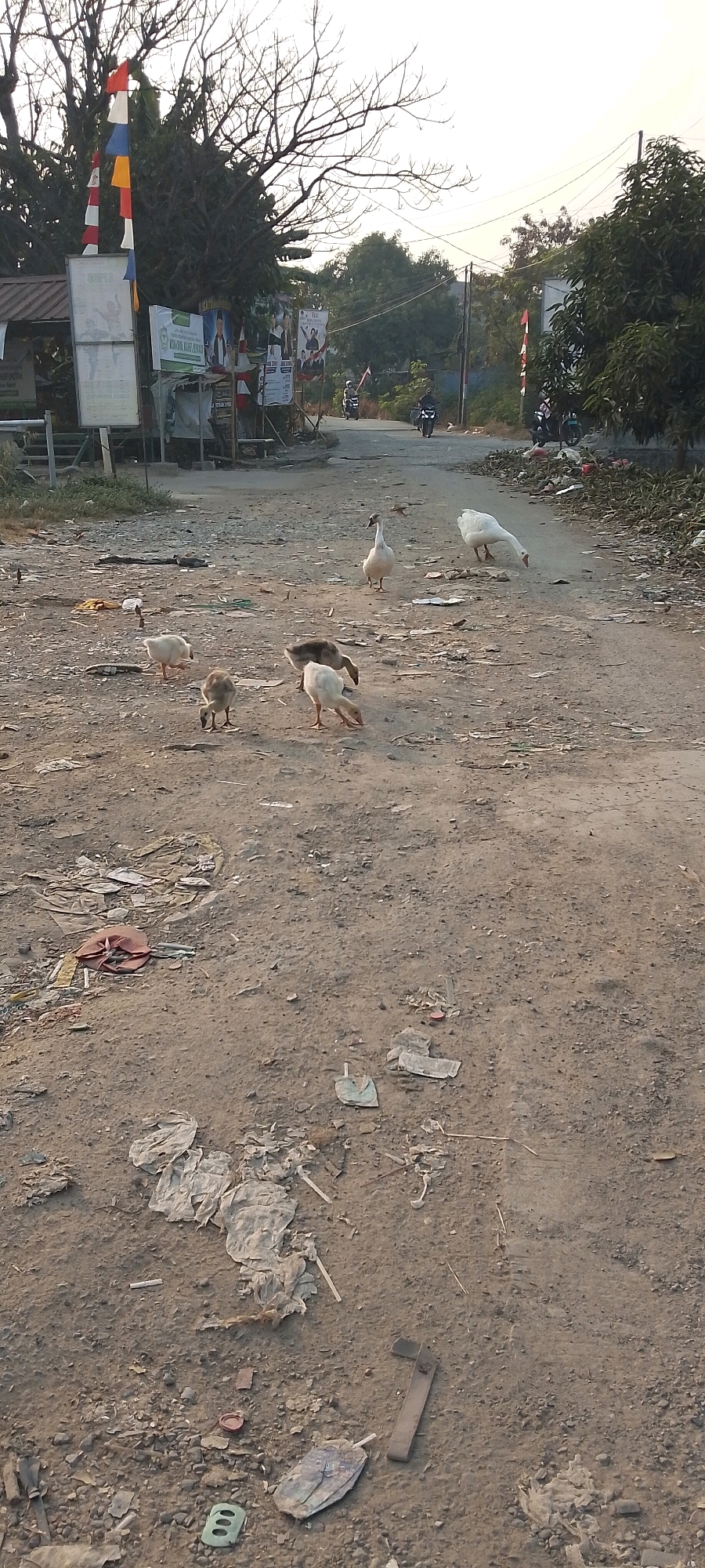 In Satriajaya, Indonesia, a dirt road is covered in scattered debris, including plastic bags, wrappers, and what appears to be a red flip-flop. Several geese and goslings forage on the ground. In the background, motorcycles are visible on the road, and banners are posted on the left side of the frame. Trees with bare branches and some with leaves frame the scene. The sky is overcast.