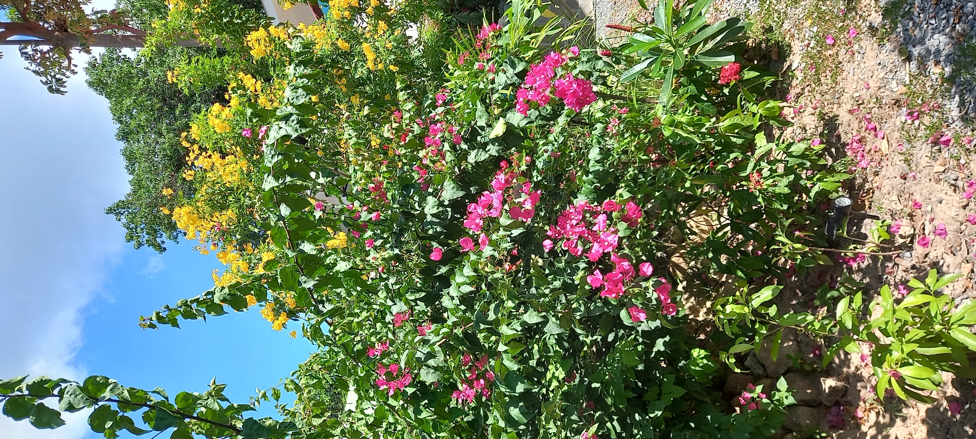 The scene captures a vibrant display of flora in Baan Chaloklum, Thailand. A dense bush of pink bougainvillea flowers dominates the central area, interspersed with green foliage. Yellow flowering plants are seen towards the left. The ground is covered with a mix of soil and gravel, with fallen pink bougainvillea petals scattered about. An outdoor light fixture is partially visible on the ground. Blue sky peeks through the foliage in the upper left.