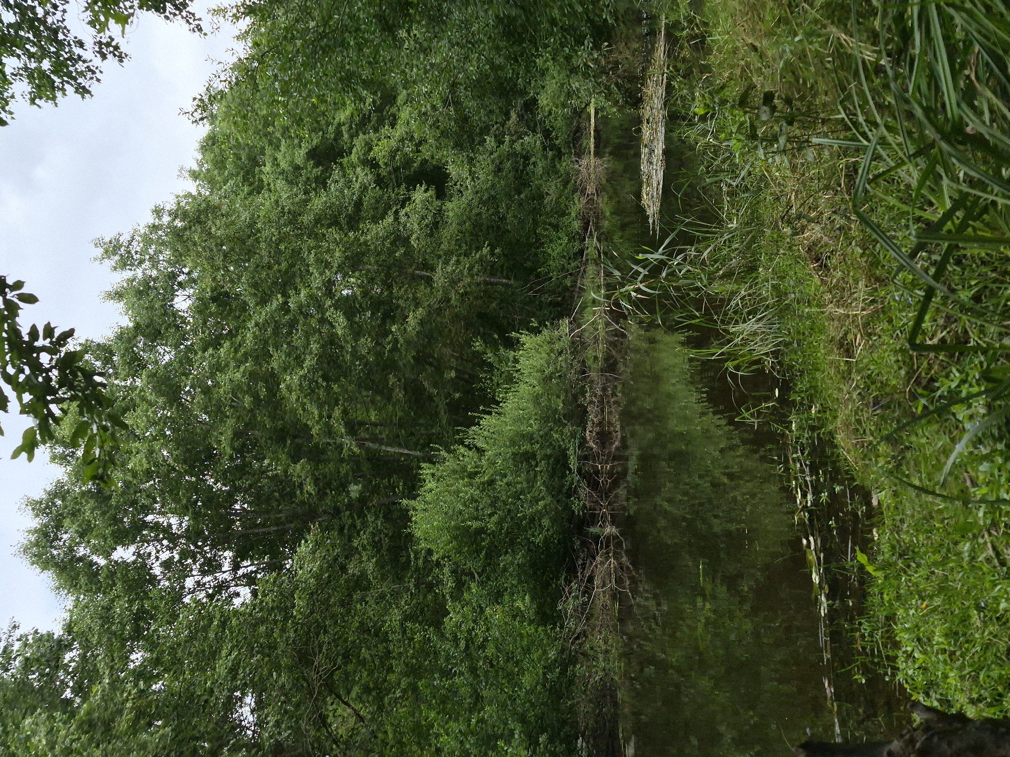 A vertical, eye-level, full shot shows a body of water with a lush green forest on the opposite bank. The water is dark and reflects the trees above. The forest is dense with a variety of trees and undergrowth. The sky above is overcast. There are no people or animals visible in the scene. The lighting is diffused, indicating an overcast day.