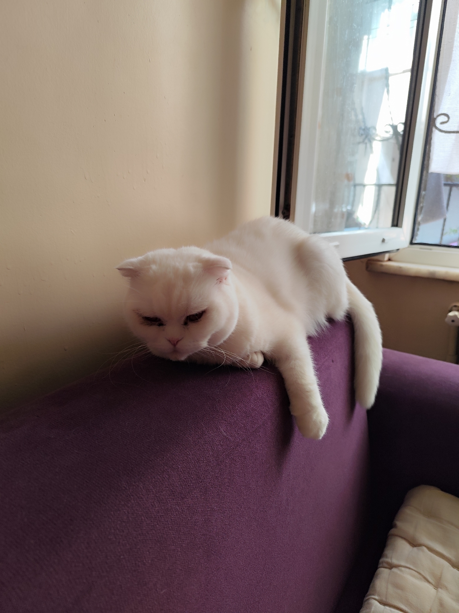 A white Scottish Fold cat is resting on the backrest of a purple fabric sofa. The cat's head is lowered and its eyes are partially closed, indicating sleepiness or relaxation. Its left front paw and tail hang down the side of the sofa, while the rest of its body is stretched out on the top. The cat has distinctively folded ears and light pink inner ears.
Behind the cat, a light beige wall fills the left side of the frame, showing some minor texture and faint marks. To the right, a large window with a white frame is partially open, allowing natural daylight to illuminate the scene. A sheer white curtain is visible through the window, and what appears to be an ornate metal railing can be seen outside, suggesting a balcony or a window overlooking an outdoor space. A light-colored cushion or pillow rests on the seat of the purple sofa, partially visible in the bottom right corner. Part of a white radiator or heating unit is also visible near the window at the bottom right. The overall impression is one of a quiet, sunlit indoor setting in Sarıyer, Turkey. There is no visible text in the image.