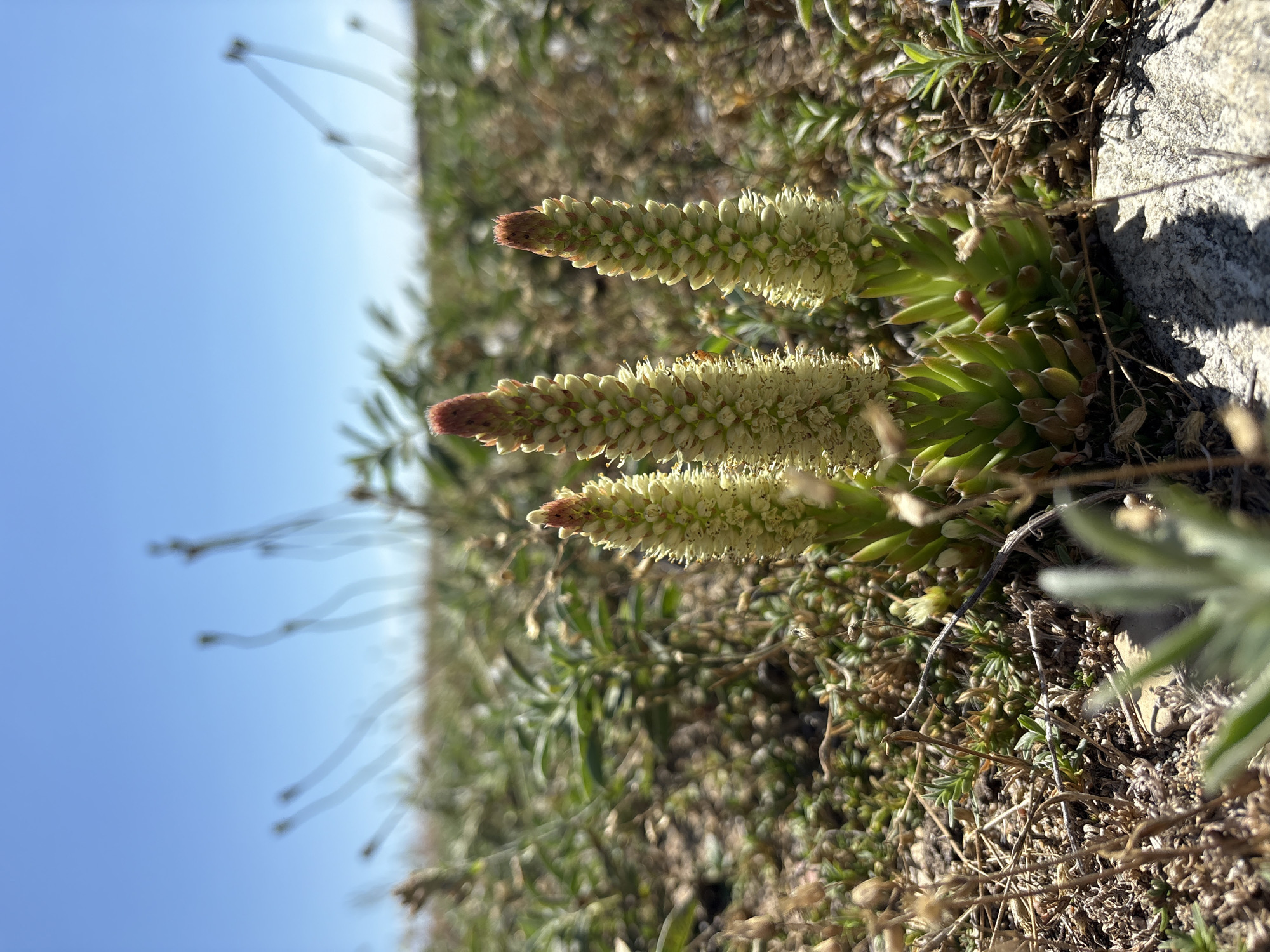 A low-angle, close-up shot captures three flowering succulent plants in the foreground, set against a blurred background of dry grasses and a bright blue sky. The plants are characterized by their pointed, fleshy green leaves forming rosettes at the base, topped with conical flower spikes composed of numerous small, cream-colored blooms and a reddish-brown tip. The ground is a mix of dry soil, small stones, and sparse vegetation. The overall impression is of a harsh, arid environment, possibly a rocky outcrop or steppe. The image was taken in Bugul'deika, Russia.