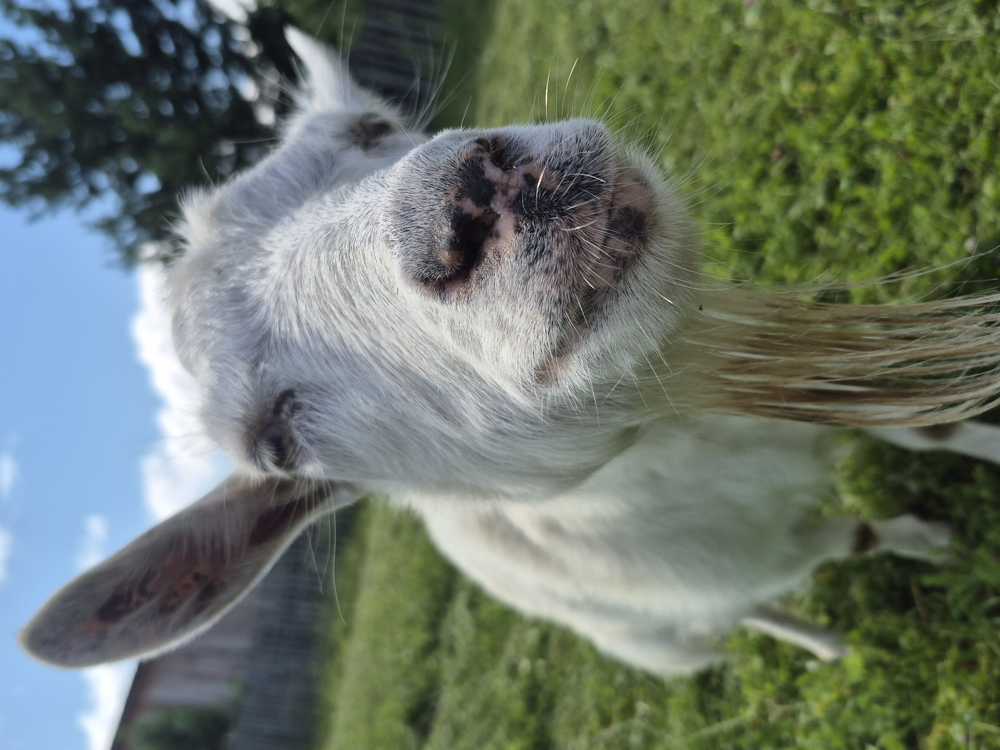 A close-up, low-angle shot shows a white goat's face, with its snout and beard prominent. The goat's right ear is large and pointed upwards, while its left ear is partially visible and angled backwards. The goat has a shaggy mane and short, wiry whiskers. Its nose is dark and speckled. The background is a blurred green field under a bright blue sky with some white clouds. A blurry green tree is visible in the upper right corner, and a wooden structure and fence are faintly visible in the background to the left. The setting appears to be a rural or agricultural area, possibly on the outskirts of Сарс, Russia.