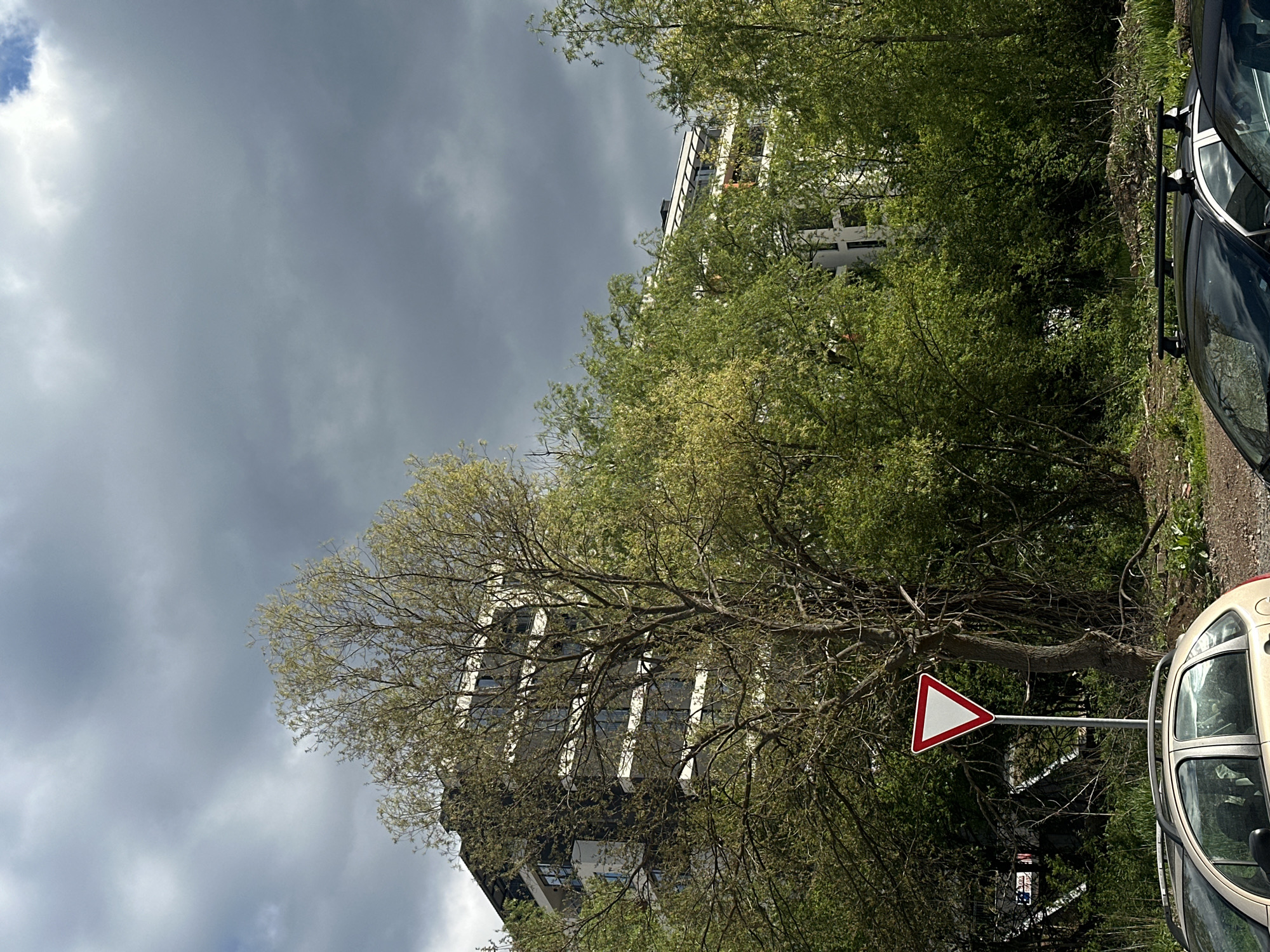 The image depicts a street scene in Sofia, Bulgaria under an overcast sky. A triangular "yield" or "give way" road sign is prominently displayed. Adjacent to the sign is a tan or light-colored compact car, partially visible on the right edge of the image. To the left of the sign, a mature tree with sparse leaves partially obscures a tall, modern building with a black and white facade. Another building is visible in the background. Cars are parked on the side of the road. The scene is surrounded by lush greenery.