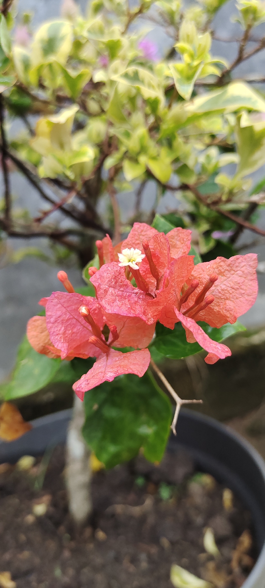 A close-up, vertical, portrait orientation shot shows a cluster of bright coral-pink bougainvillea flowers in the foreground. A single, tiny white flower is visible at the center of the bloom cluster. The flowers have a delicate, papery texture. Behind the flowers, blurred green and yellow variegated leaves create a soft background. The plant is in a dark gray pot filled with dark soil, which is partially visible at the bottom of the frame. The scene is outdoors, with a neutral gray wall or surface visible in the background behind the foliage. The image is well-lit, with natural light highlighting the vibrant colors of the flowers. The photograph was taken in Lhokseumawe, Indonesia.
