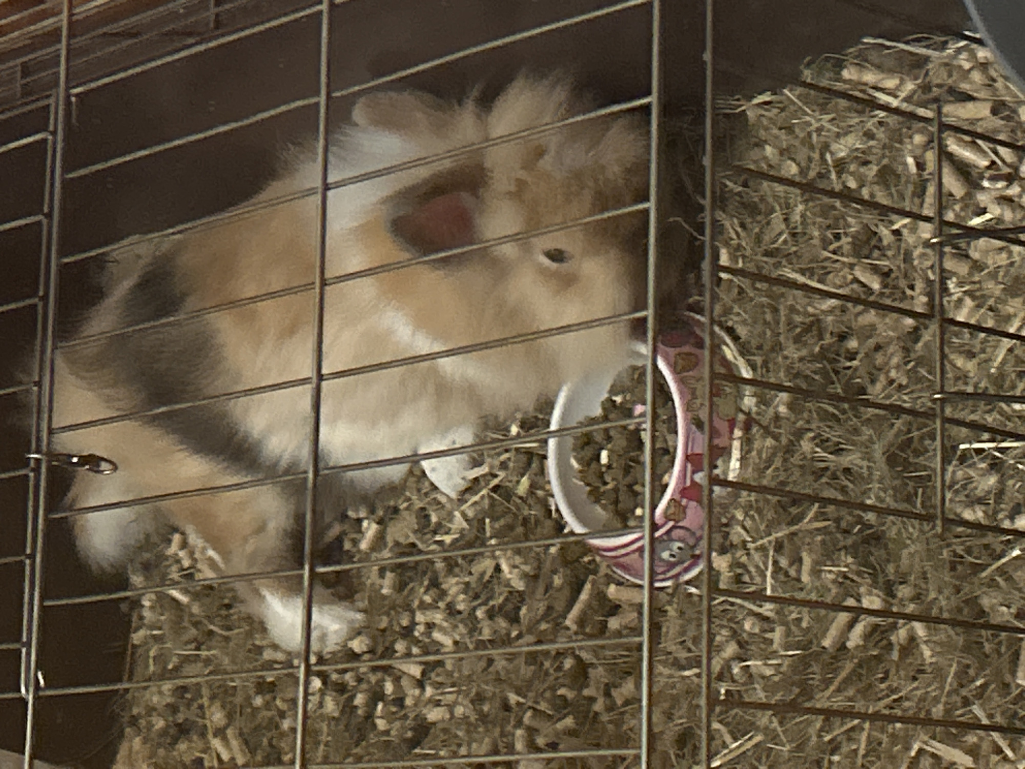 The image captures a fluffy, multi-colored guinea pig inside a metal wire cage. The guinea pig exhibits a coat with patches of white, light brown, and dark brown fur, and appears to be in the process of eating or approaching a small, pink and white patterned food bowl filled with pellets and dried greens. Its head is lowered towards the bowl, with one eye visible. The bottom of the cage is covered with a mixture of wood shavings and dry hay, serving as bedding. The metal bars of the cage are prominent in the foreground, creating a grid pattern that partially obscures the view of the animal and its immediate environment. The lighting suggests an indoor setting, likely during daylight hours. No specific details within the image indicate the location as Sofia, Bulgaria, nor is any text visible.