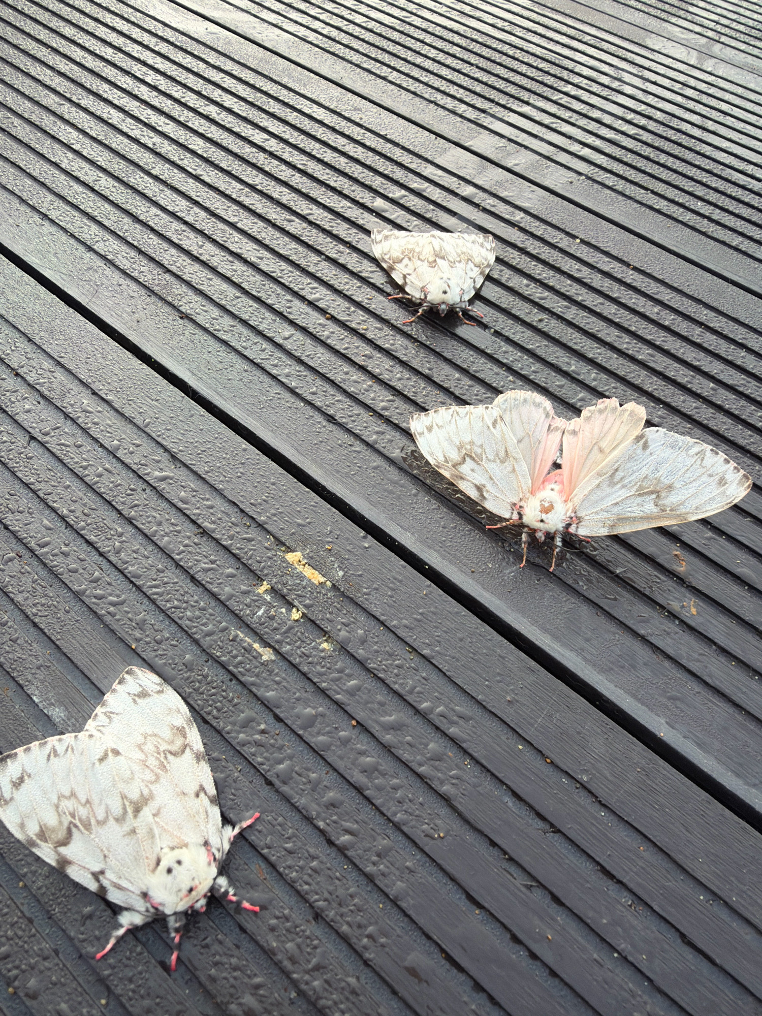 Three white moths with gray markings are resting on a wet, dark wooden deck in Yuzhno-Kurilsk, Russia. The deck is composed of parallel planks arranged diagonally. One moth is in the lower left corner, facing right. Another is in the upper center, facing left. The largest moth is in the center of the image, facing forward with its wings spread, revealing pinkish undersides. Small water droplets are visible on the surface of the deck.
