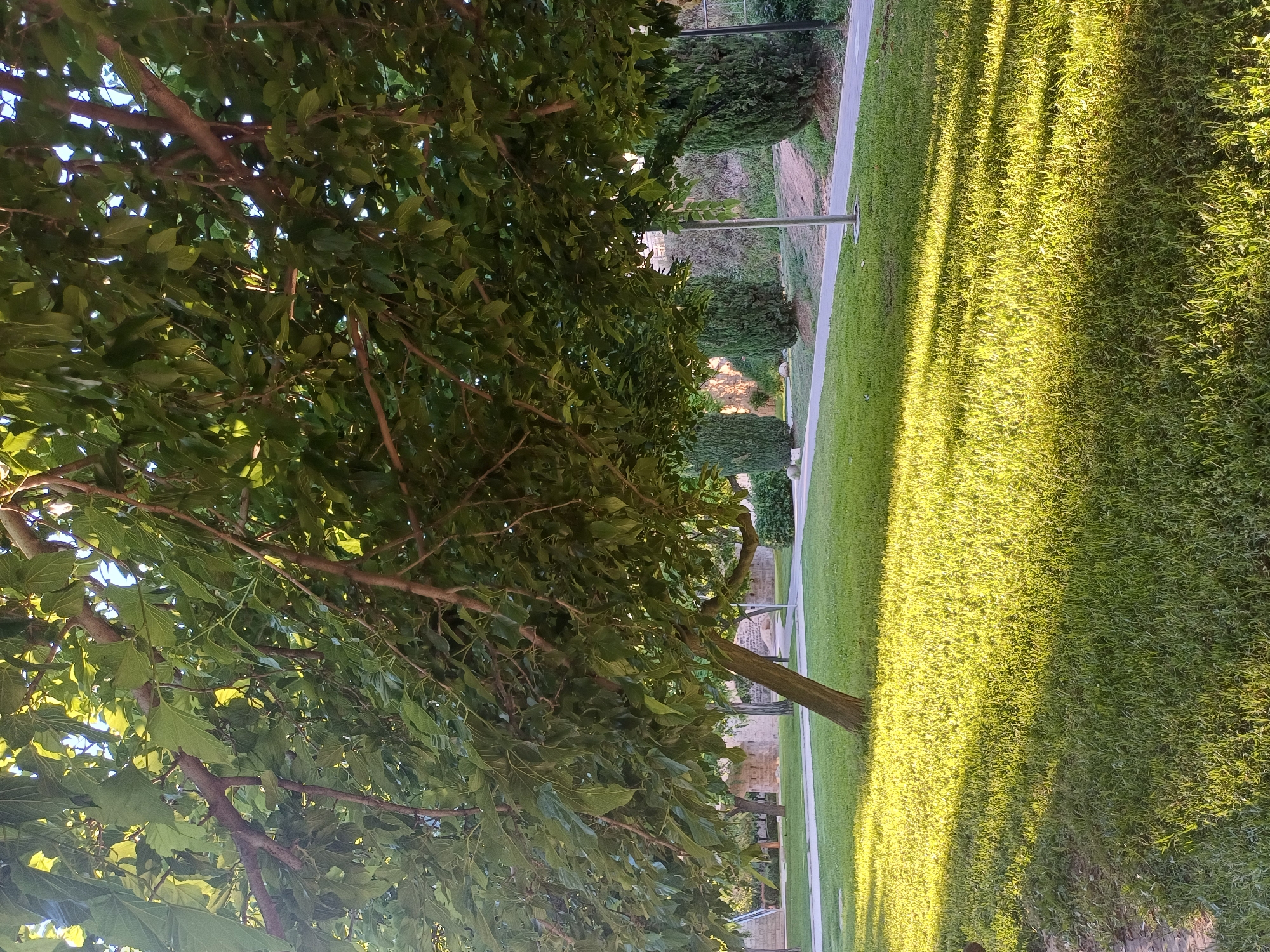 The image captures a verdant scene, likely in València, Spain. A large tree, its branches laden with leaves, occupies a significant portion of the left side of the frame. To the right of the tree, a manicured lawn stretches out, bathed in golden sunlight. Shadows of trees fall across the grass, creating a pattern of light and dark. A paved pathway runs parallel to the lawn, bordered by neatly trimmed shrubs. In the background, there's a glimpse of buildings, indicating a residential or park area within the city. There are no people visible in the scene.