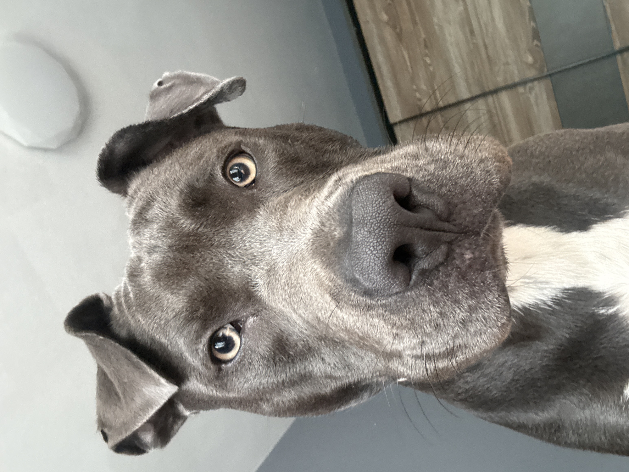 This is a close-up, low-angle, portrait-style photograph of a grey American Pit Bull Terrier. The dog is looking directly into the camera with its ears perked up slightly and its eyes wide open. The dog's nose is prominent in the foreground, and its snout is covered in short, grey fur with some white markings on its chest visible at the bottom of the frame. The background is blurred, showing a light grey ceiling with a white light fixture, and to the right, a portion of a wooden closet or furniture. The overall impression is that the dog is in an indoor environment, possibly a bedroom or living room. There is no indication of the city of Varna, Bulgaria.