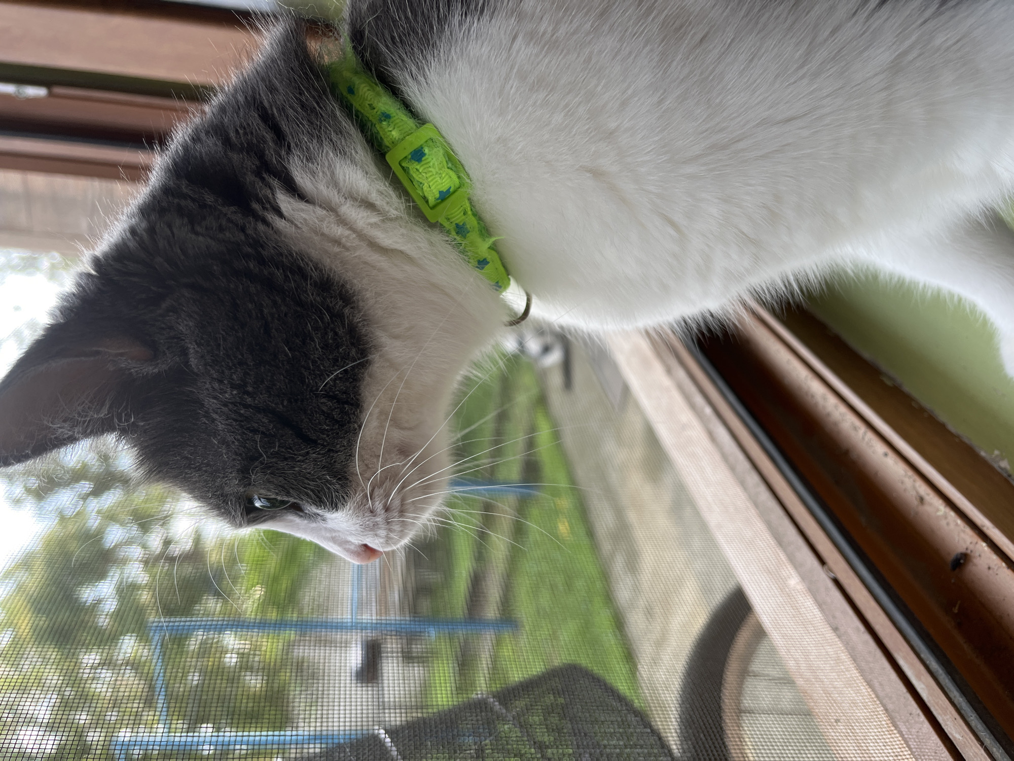 A medium shot captures a gray and white cat with a bright green collar sitting on a windowsill and looking out through a screen. The cat's head and upper body are visible, with its gaze directed towards something outside. The screen mesh is slightly blurred, obscuring the details of the backyard beyond. The windowsill itself appears to be made of wood and has a slight accumulation of dust and debris. The background consists of a green lawn, trees, and a blue structure, suggesting an outdoor environment. The lighting is natural, casting soft shadows. The image is a close-up of the cat, emphasizing its contemplative pose.