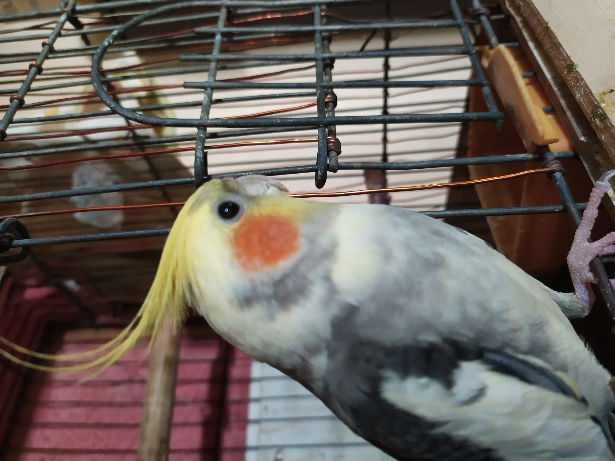 A cockatiel is perched inside a cage, its body angled to the left, facing towards the right. The bird has a yellow crest, white cheeks with an orange blush, and grey and white plumage. The cage is made of metal bars with some copper wire woven through it. A wooden perch runs horizontally through the cage. The background is blurred, showing a pinkish-red striped pattern and some vertical lines. The setting appears to be indoors, and the image is a close-up of the bird within its enclosure. There is no visible indication of the city of Bilajari, Azerbaijan.