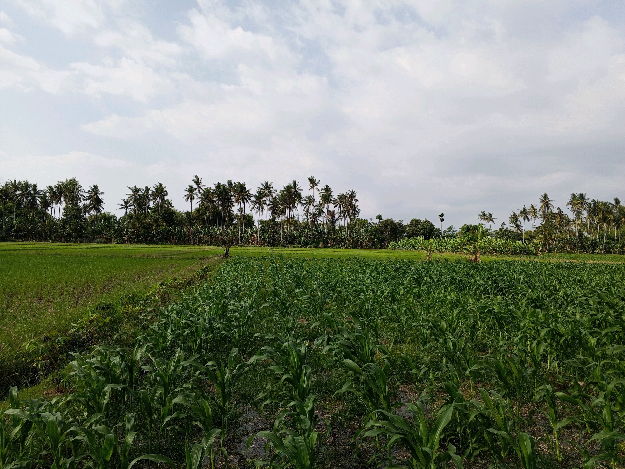 The image depicts a rural agricultural landscape, likely in or near Tamansari, Indonesia. In the foreground, a field of young corn plants stretches across the frame, their green stalks and leaves uniform and orderly. Beyond the cornfield, a vast expanse of lush green rice paddies is visible, extending towards a dense line of palm trees that forms the horizon. The sky above is a mosaic of white clouds against a pale blue canvas, suggesting an overcast or partly cloudy day. The overall impression is one of a tranquil, working landscape, typical of agricultural regions in Southeast Asia. There are no people or animals present in the image.