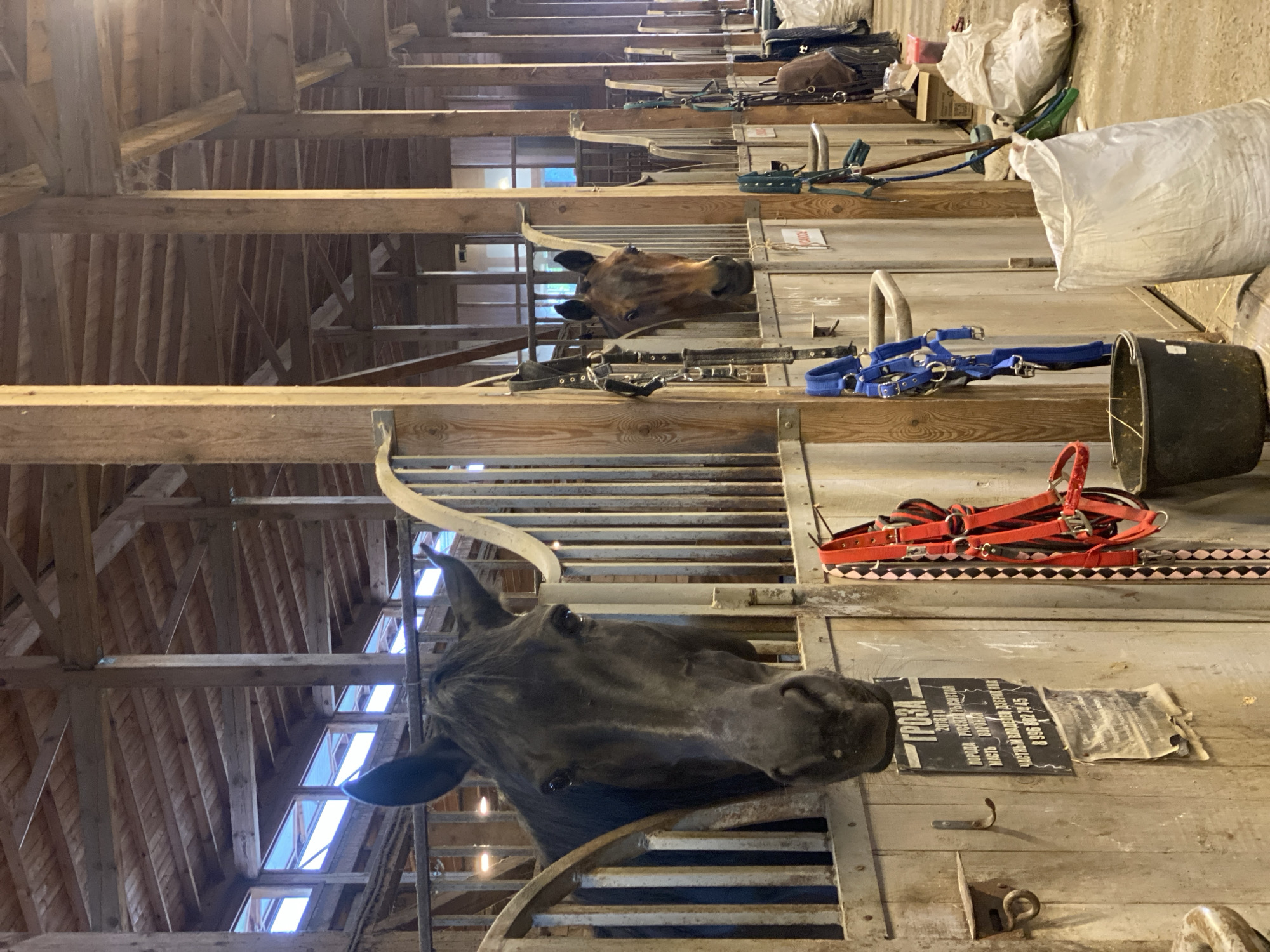 The image shows the interior of a barn, with two horses visible in their stalls. The barn has a wooden structure, with visible beams and slats. The first horse, in the lower part of the image, is black and is looking directly at the camera. The second horse, positioned further back, is brown. There are various pieces of horse equipment hanging on the stall dividers, including bridles, harnesses, and a blue halter. A black bucket is also present. A sign with the name "ГРОЗА" and some Russian text is attached to one of the stalls. The sign also includes the year "2018" and the phrase "ПОРОДА РУСКАЙ РОЗЕНСТАЙ".
Based on the information on the sign, the location is potentially near the horse ГРОЗА in Прогресс, Russia.