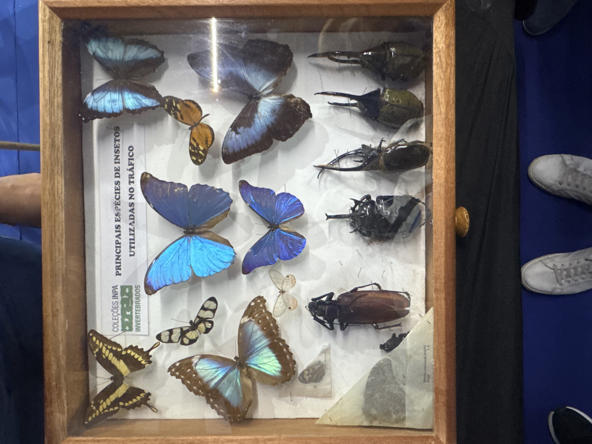The image shows a framed display of preserved insects, primarily butterflies and beetles. The display case has a wooden frame and glass front. Inside, various insects are mounted on a white background, some pinned with visible hardware. Text is present on a paper insert within the display, featuring Portuguese labels that appear to be educational or descriptive.
The display is set against a backdrop that includes dark fabric, a blue surface (possibly a table or floor), and a sliver of what appears to be a person's legs and feet wearing casual shoes, one of which is a grey sneaker. The lighting suggests an indoor setting, possibly a museum, exhibition, or educational institution.
Without additional context about the specific location within Niterói, Brazil, it is impossible to pinpoint the exact geographical spot. However, the presence of a display of insects with educational labels suggests a place where natural history or biodiversity is showcased, such as a museum, science center, or university collection in Niterói.