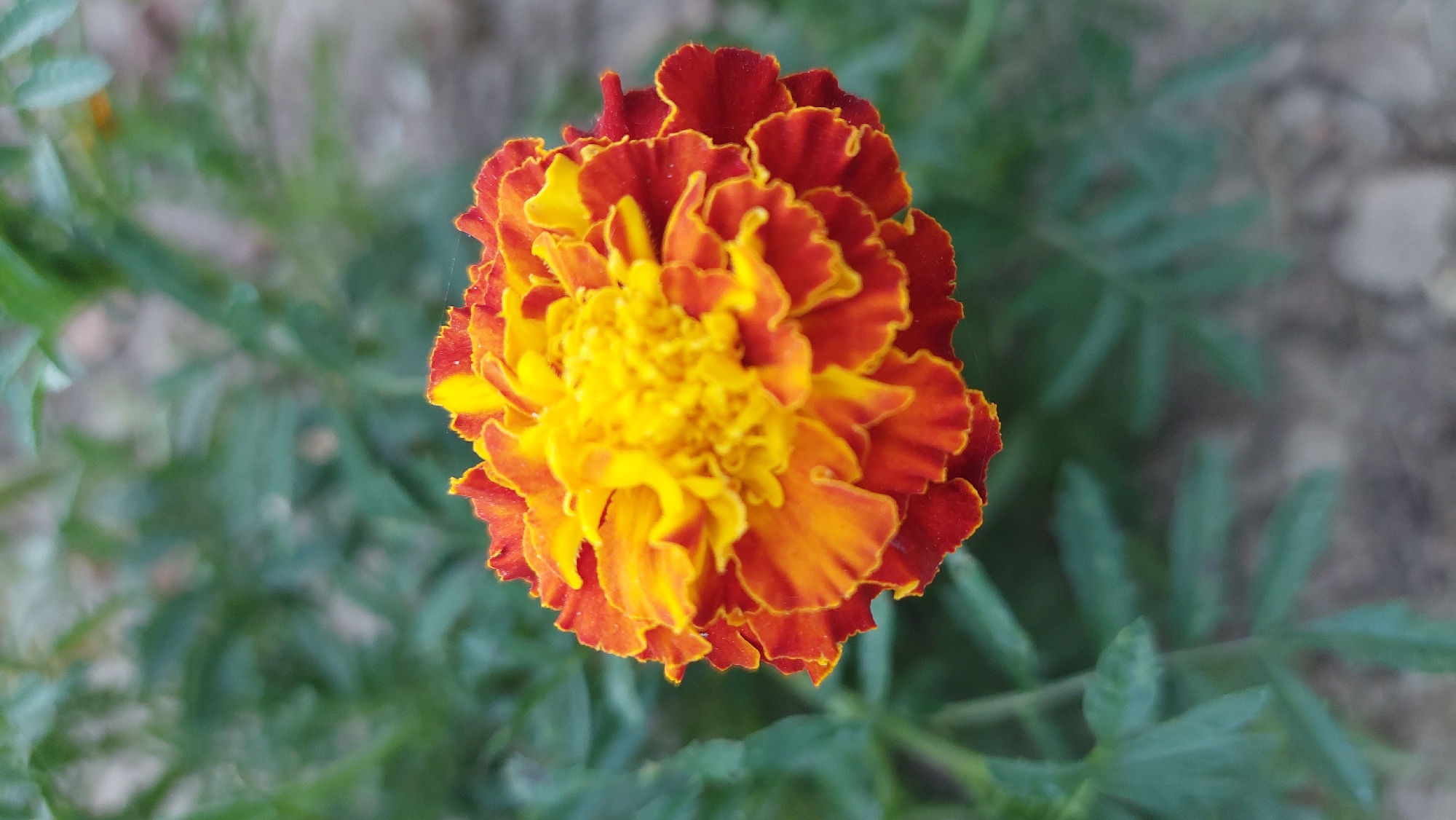 A close-up, vertical, eye-level shot captures a vibrant marigold flower in full bloom. The flower, positioned centrally and slightly to the right, showcases a gradient of colors ranging from a bright yellow in the center to fiery orange and deep red at the petal edges. The petals are ruffled and layered, creating a complex texture. The background is softly blurred, revealing a backdrop of green foliage and a hint of brown, rocky ground. The lighting appears natural, illuminating the flower’s intricate details. The scene is set outdoors, likely in a garden or natural setting within Kozarovychi, Ukraine.