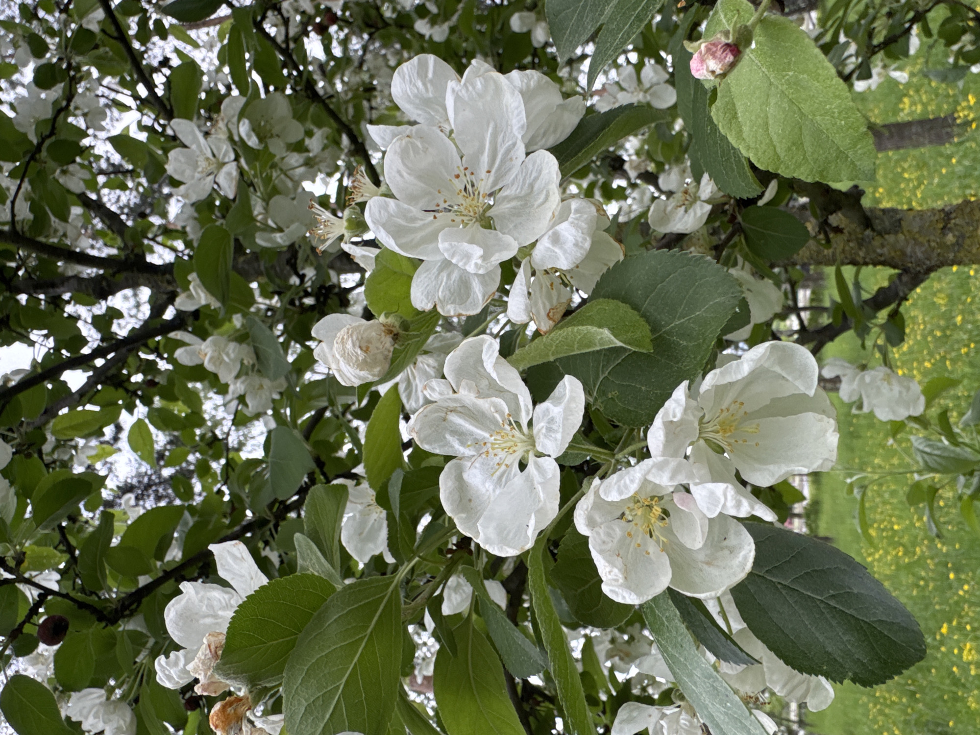 The image shows a close-up of an apple tree in bloom. The white blossoms are prominently displayed, with green leaves surrounding them. A small pink flower bud can be seen amongst the leaves. The tree branches are visible, with a background of other blossoms and leaves, and a hint of a green area, possibly grass, with yellow flowers. The city location is Saint Petersburg, Russia.