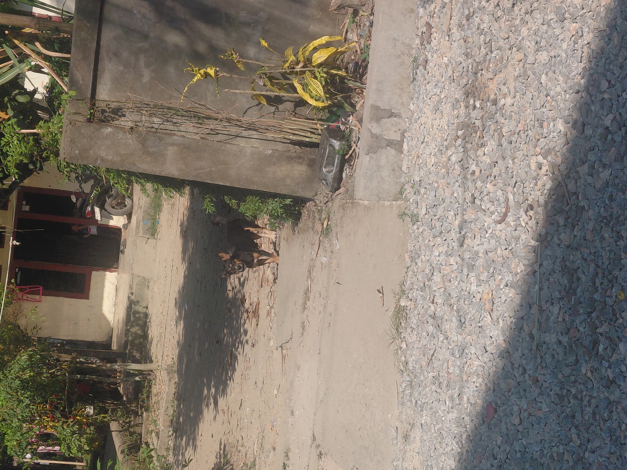 In Kendari, Indonesia, a medium-sized, dark-colored dog with tan markings stands on a dirt path in front of a building. The dog is facing forward, looking directly at the camera with its ears perked. Behind the dog, a motorcycle is parked on a raised concrete area near the building's entrance, which has a dark-colored door. The building's exterior walls are a light color, and there are plants and trees around the property. To the right of the path, a concrete wall separates the area from a yard with gravel and more vegetation. The scene appears to be outdoors in a residential or semi-rural setting, bathed in sunlight, casting shadows on the ground.
