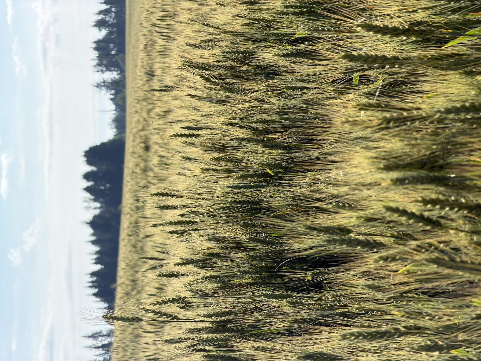This image shows a close-up view of a field of wheat under a daytime sky with scattered clouds. The wheat stalks are green with some appearing to be ripening into a golden hue, and many are topped with long awns. The field extends into the distance where a line of dark green trees forms the horizon. The lighting suggests it is either morning or late afternoon. The scene is set in a rural area, specifically in the vicinity of the village of Podshivalovo, Russia. There are no people or animals visible in the image.