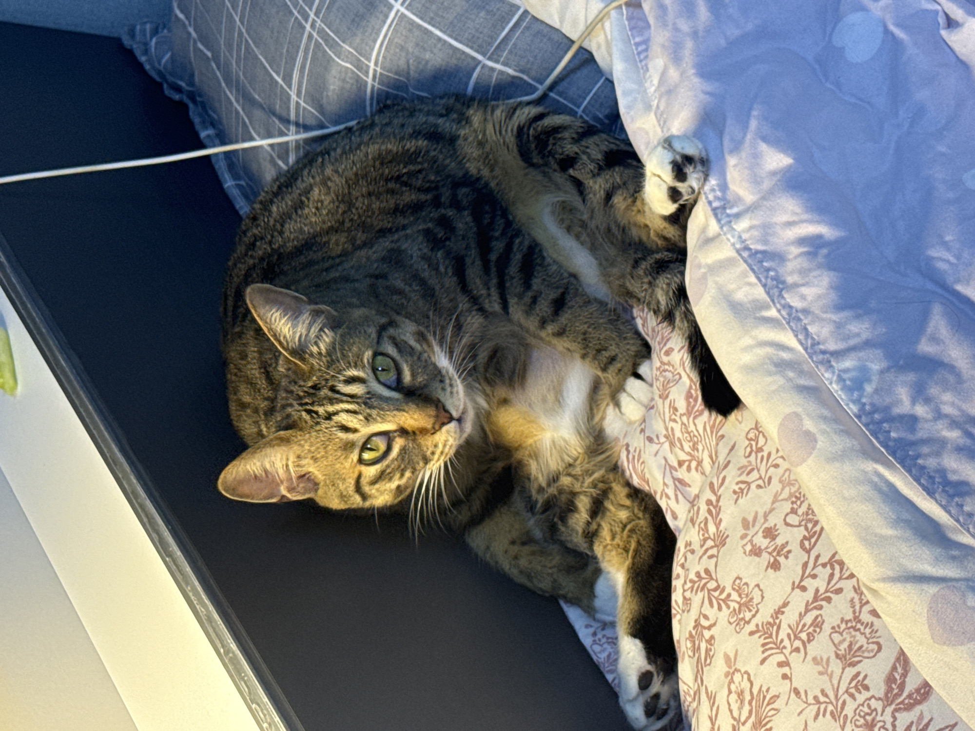 A tabby cat is resting on a bed. The cat is sitting upright with its paws extended forward. The cat has green eyes and a striped coat. The bed is covered with a floral-patterned sheet and a plaid pillow. A white cord is draped across the pillow. The background consists of a dark blue wall and a white ceiling. The image was taken indoors, likely in a residential setting. There is no visible indication of the location being in Gwangju, South Korea.