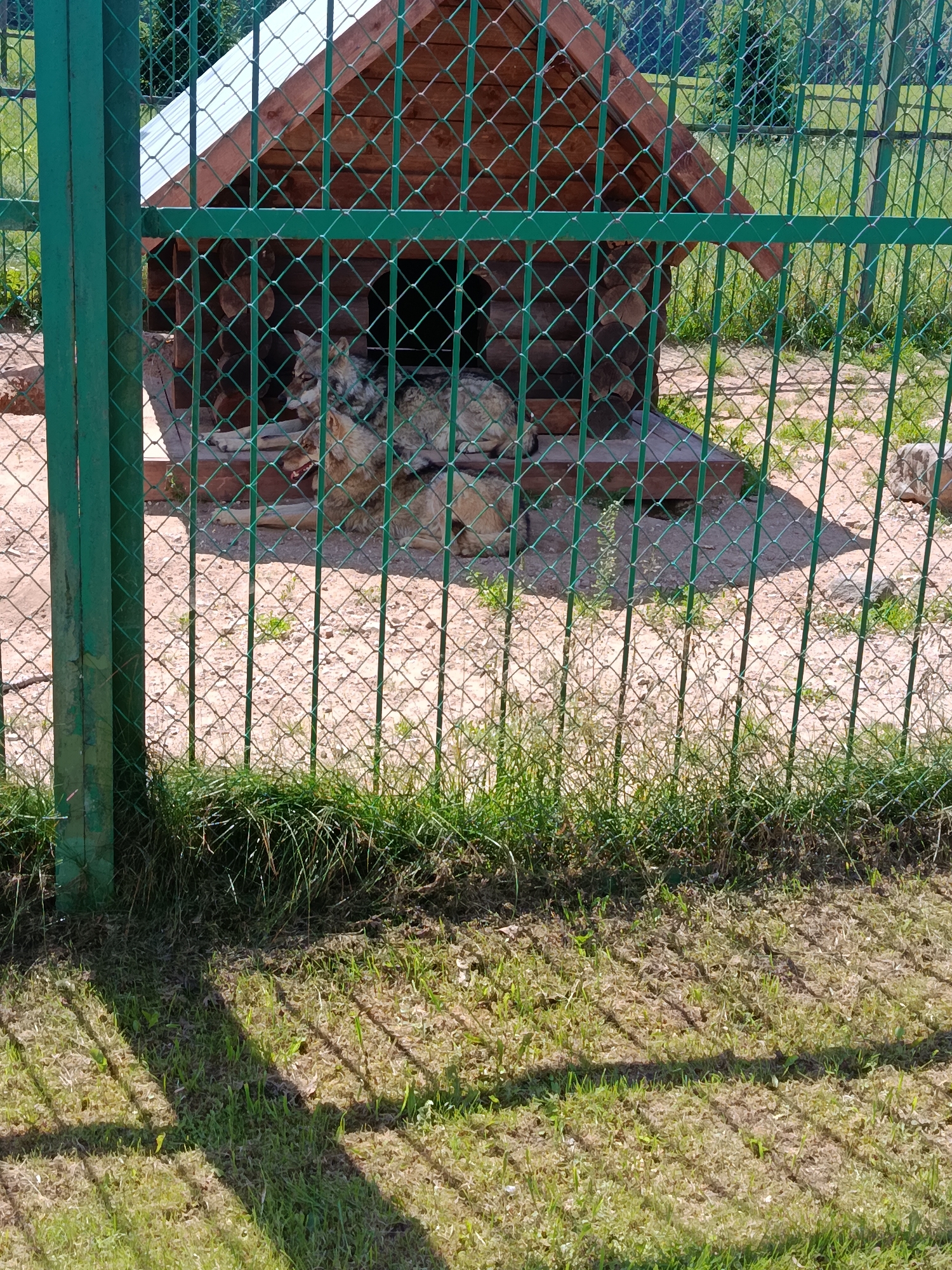 The image depicts an outdoor enclosure with a wooden doghouse, viewed through a green metal fence. Inside the enclosure, two wolves are visible. One wolf is lying down and looking towards the viewer with its mouth slightly open. The other wolf is partially obscured but appears to be lying down as well. The ground of the enclosure is sandy with some scattered rocks and patches of dry grass. The doghouse is made of logs and has a wooden roof. Behind the enclosure, trees and foliage are visible, suggesting a natural or park-like setting. The fence casts shadows on the ground in the foreground. The lighting indicates it is daytime. The location is specified as Мяжанскі сельскі Савет, Belarus.
