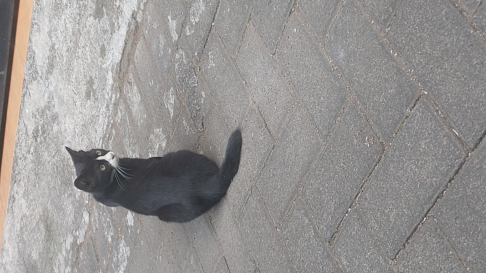 A black and white cat sits on a paved walkway, its body turned away from the camera as it looks over its left shoulder. The cat has white markings on its face, including a prominent white patch on its nose and muzzle. Its fur is dark black, with a few white whiskers visible. The walkway appears to be made of rectangular gray pavers laid in a herringbone pattern. In the background, there is a lighter-colored paved area, possibly a sidewalk or patio, and a darker horizontal element that could be a wall or ledge. The overall environment suggests an outdoor urban setting, potentially in a residential or public space within Malang, Indonesia. The lighting indicates daytime.