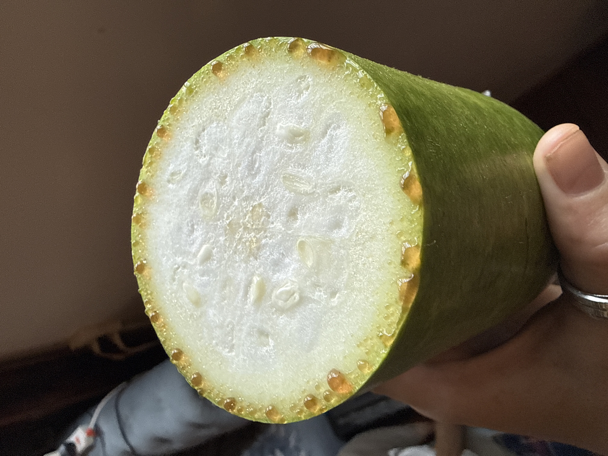 A person's hand holds a cross-section of a cylindrical, green vegetable. The cross-section reveals a white interior with small, white seeds. The outer skin is green with small, amber-colored beads along the cut edge. The background is blurred and shows a dark wall and a glimpse of objects on a surface below. A silver ring is visible on the person's finger. No location information is discernible from the image.