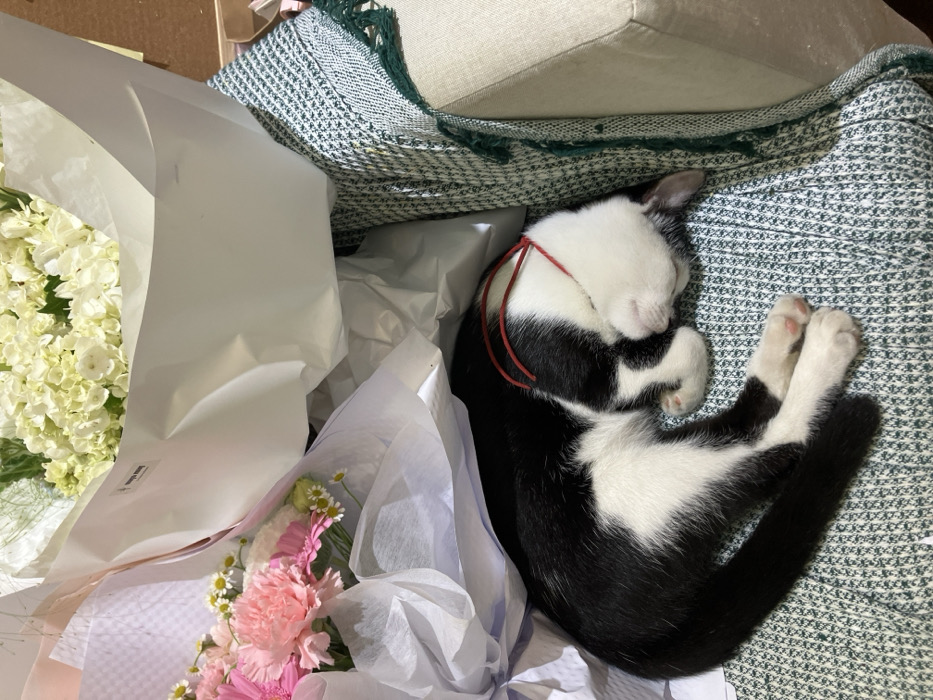 A black and white tuxedo cat is depicted sleeping, curled on its side, atop a green and white patterned woven fabric surface, consistent with upholstery or a throw, in Ngũ Hành Sơn Ward, Vietnam. Its face is partially obscured by its white paws, and a thin red string rests around its head. Surrounding the cat are two floral bouquets wrapped in white paper. The bouquet on the left features pink carnations, pink gerbera daisies, and small white daisy-like flowers. The bouquet on the right contains white hydrangeas, with a visible "Happy Bloss" label on its white wrapping. A beige upholstered surface and dark green fringe are also visible, indicating an indoor setting.