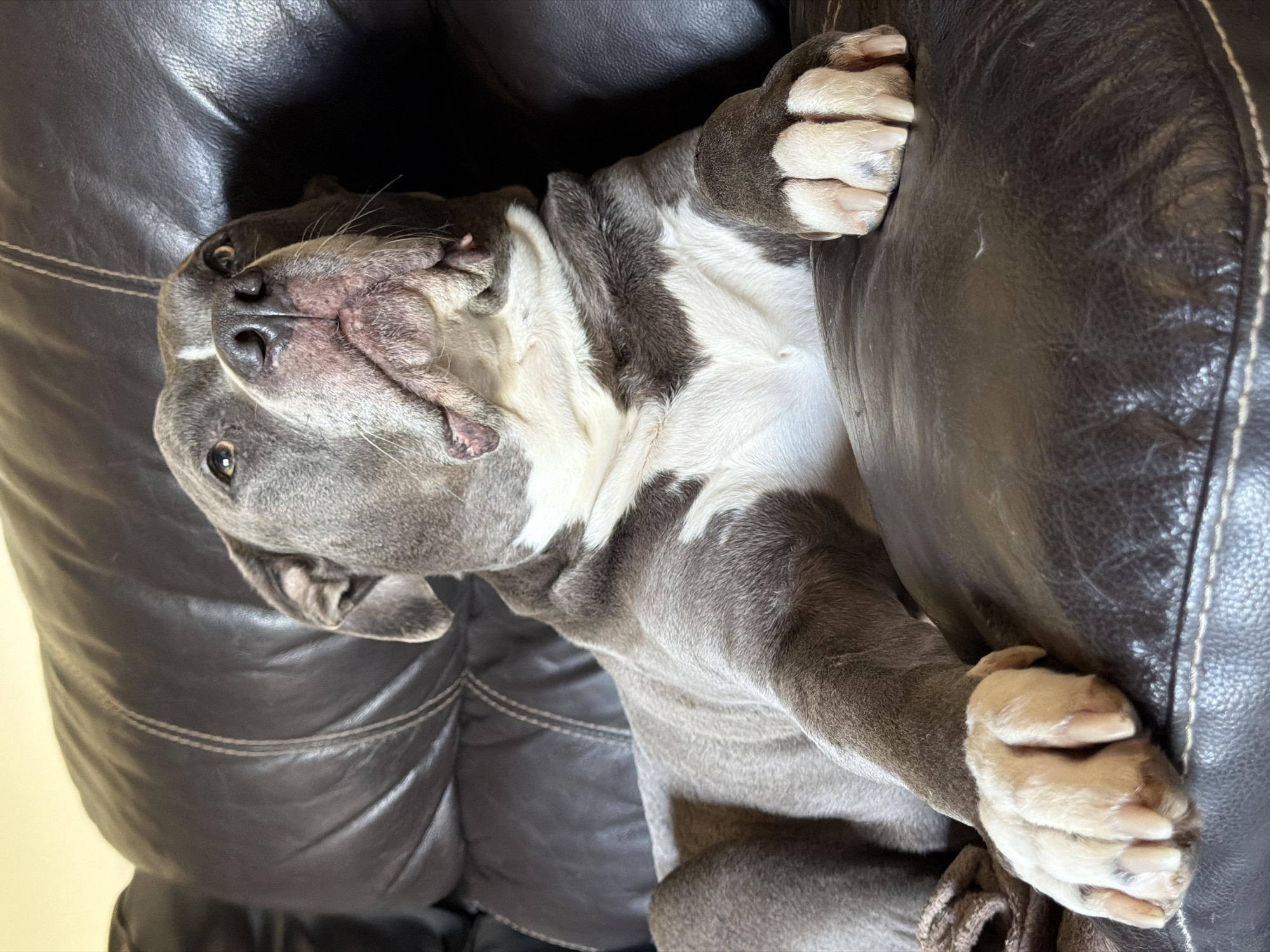 A medium-sized domestic canine, consistent with an American Bully type breed, is depicted resting on a dark brown leather sofa. The animal exhibits blue-grey fur with extensive white markings across its chest, muzzle, and paws. Its head is elevated and tilted upward and slightly to the right, with amber-colored eyes fixed off-camera. Notable facial wrinkles are present around its muzzle. Both front paws, displaying white fur and visible nails, rest on the sofa's cushion. A light brown, possibly fabric, object is partially visible beneath the dog's left front paw. The sofa features distinct light-colored stitching along its seams. The background consists of the sofa's backrest and a light-toned wall. The scene is depicted indoors, within a residence located in Esch-sur-Alzette, Luxembourg.