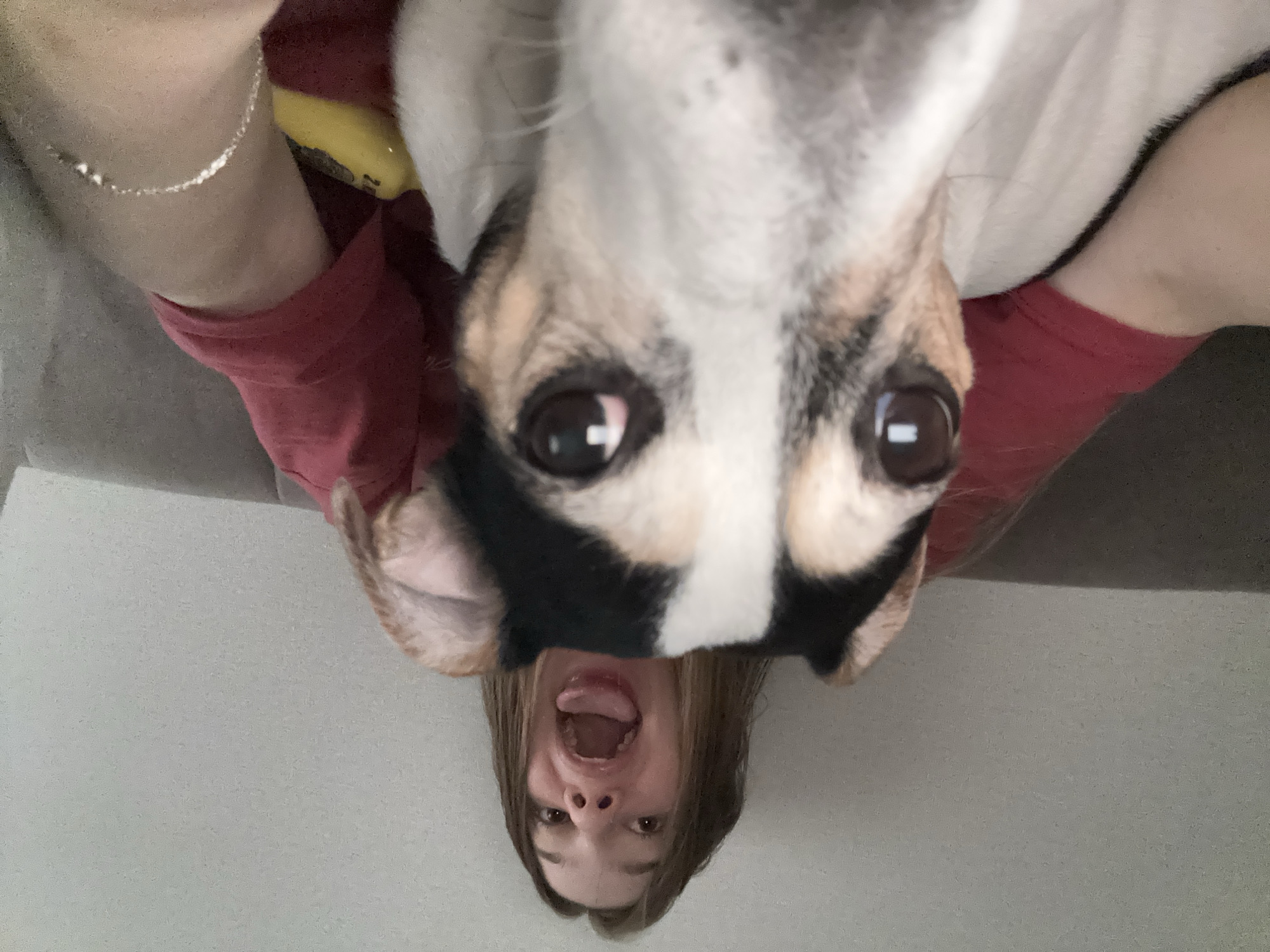 A close-up selfie shows a young woman and a dog on a couch in an indoor setting. The woman, in the background, is making a funny face with her mouth wide open and tongue out. She has light brown hair that is partially obscuring her face. The dog, in the foreground, is looking directly at the camera with its head tilted. The dog has a black, white, and tan coat. The woman is wearing a red shirt, and a silver bracelet is visible on her arm. The couch appears to be upholstered in a light gray fabric. The wall behind the woman is a light color.