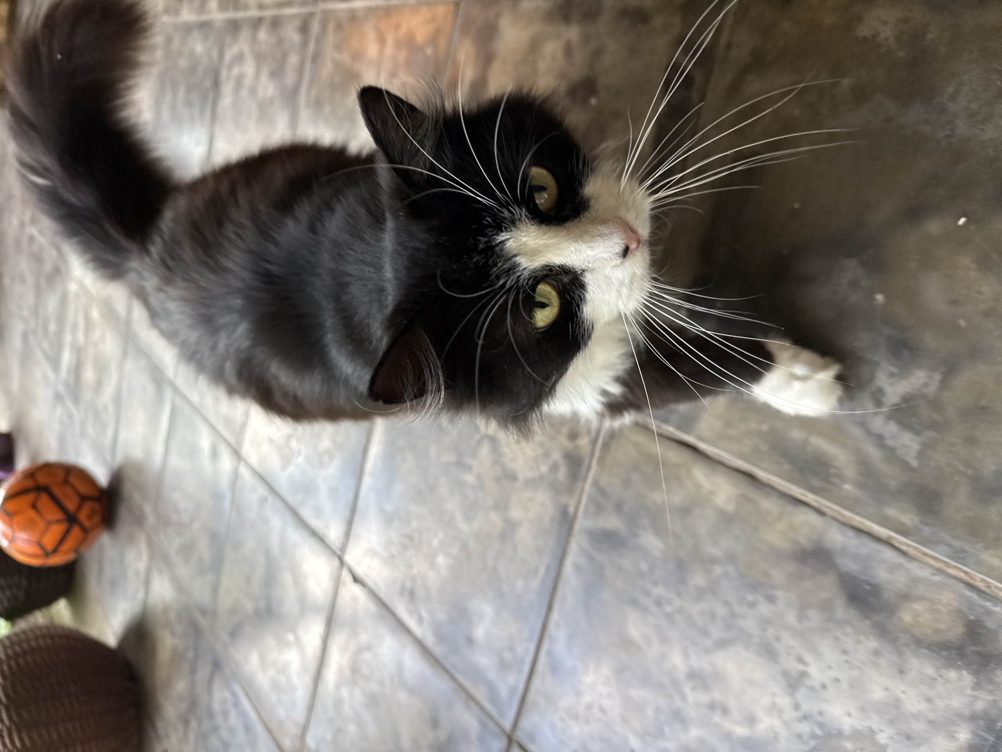 A black and white cat with long fur and green eyes is the primary subject of this image, which appears to be taken outdoors on a tiled patio. The cat is walking towards the camera, with its head tilted slightly. In the background, out of focus, are several decorative balls, one of which is orange with black markings, resembling a soccer ball. The tiled floor exhibits a grayish-brown color with visible grout lines. The overall lighting suggests it is daytime. There is no indication of the location being Nizhne-Chufichevo, Russia, or any specific urban environment.