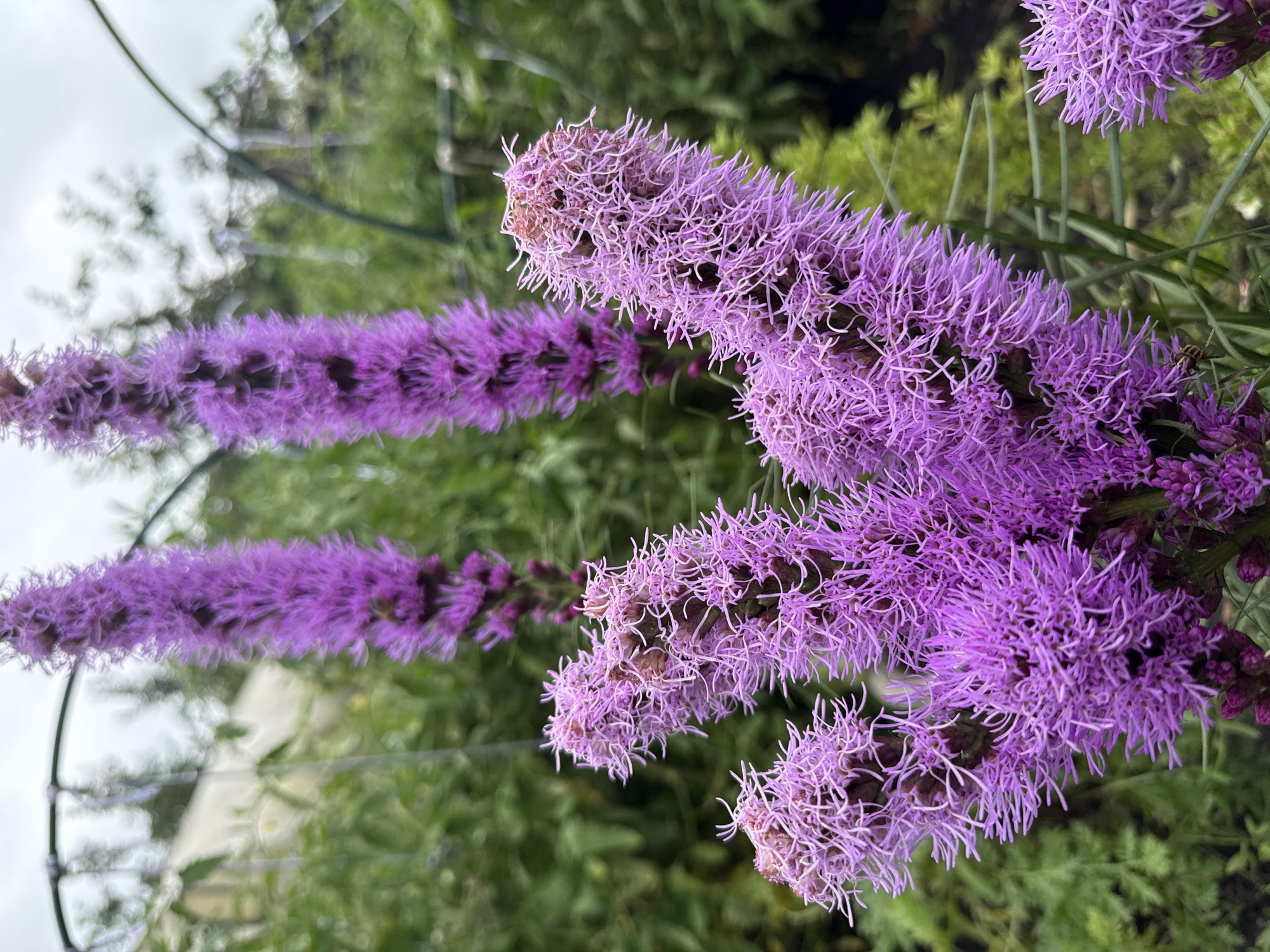 The image displays a cluster of blooming purple Liatris flowers in a garden setting. The flowers are tall and spiky, with numerous small florets clustered together. The foreground is dominated by the vibrant purple blooms, while the background shows lush green foliage, suggesting an outdoor environment. There is a hint of a greenhouse structure in the upper left corner. The lighting is soft and diffused, indicating an overcast day. No people or specific landmarks in Kamensk-Uralsky, Russia are visible in the image.