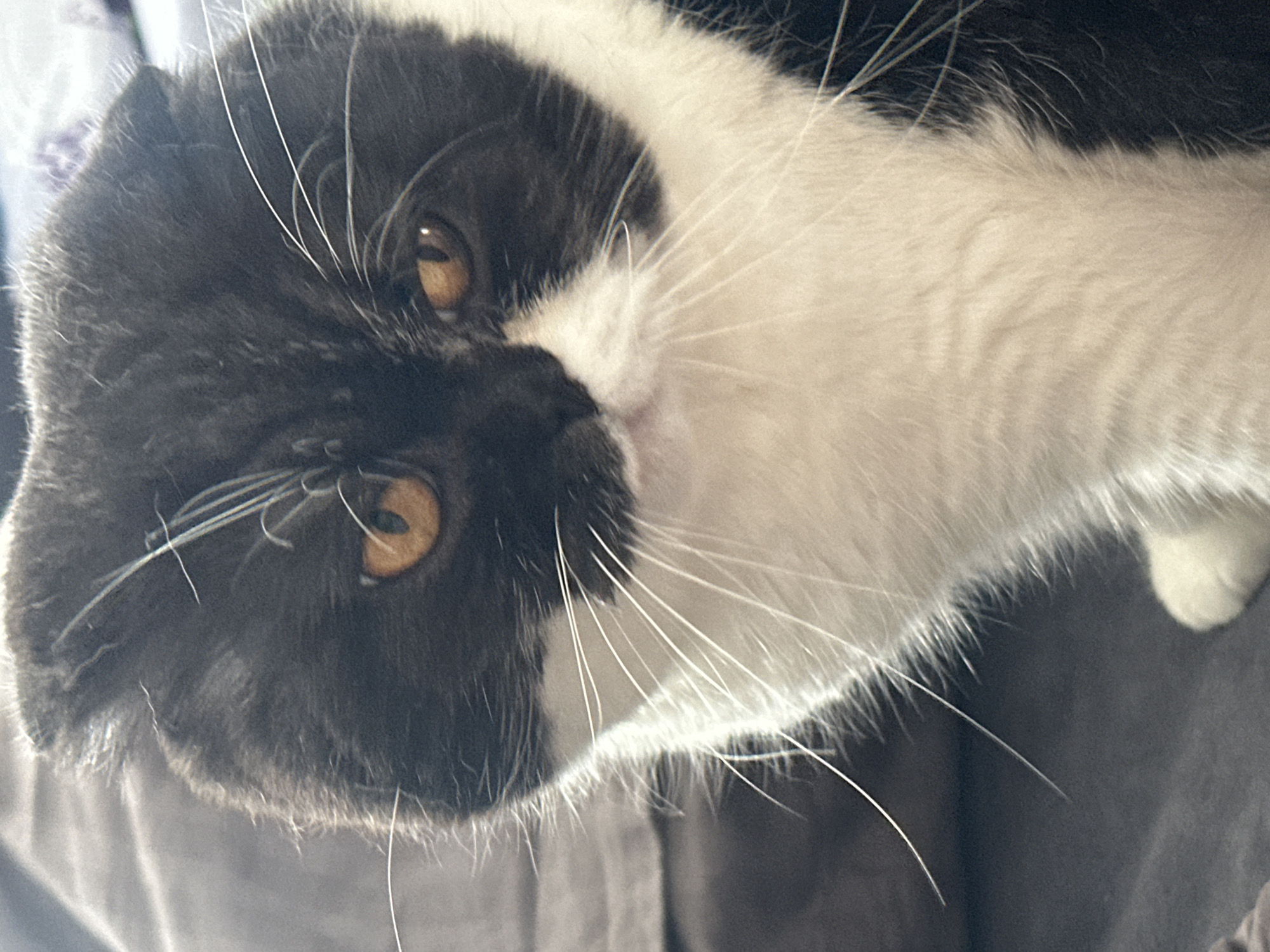 A close-up, head-and-shoulders shot shows a black and white Scottish Fold cat looking directly at the camera. The cat has large, amber-colored eyes and folded ears. Its fur is predominantly black with white markings on its chest and face. The background is blurred, appearing to be a dark gray sofa. The lighting is bright, highlighting the cat's fur and whiskers. The image does not contain any information or context related to the city of Kharnavy, Russia.