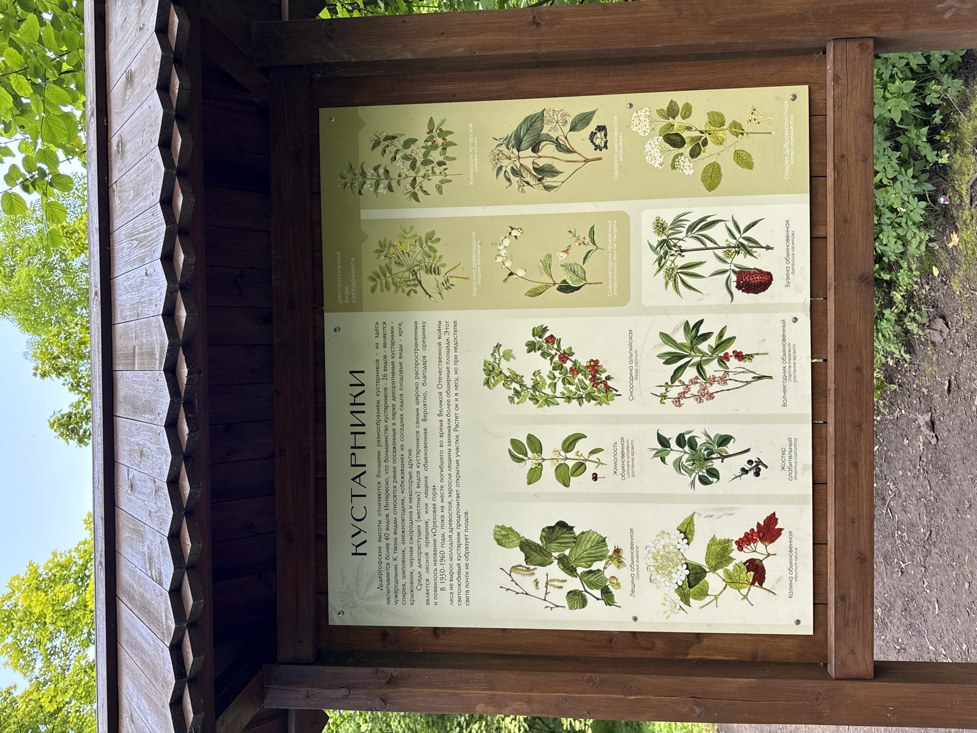 The image shows a wooden information board with illustrations and text about shrubs, placed outdoors. The board is mounted on a wooden structure, with greenery and trees visible in the background, suggesting a park or natural area. The text on the board is in Russian and appears to be an informational display about different types of shrubs, including their decorative varieties. The illustrations depict various plant species with their names in Russian and Latin. The overall setting is natural and appears to be a public space, possibly a botanical garden or a nature trail. There are no people or animals visible in the frame. The weather appears to be clear and sunny, judging by the lighting. The city of Krasnoye Selo, Russia, is mentioned in the prompt, but there are no specific visual cues in the image to confirm this location.