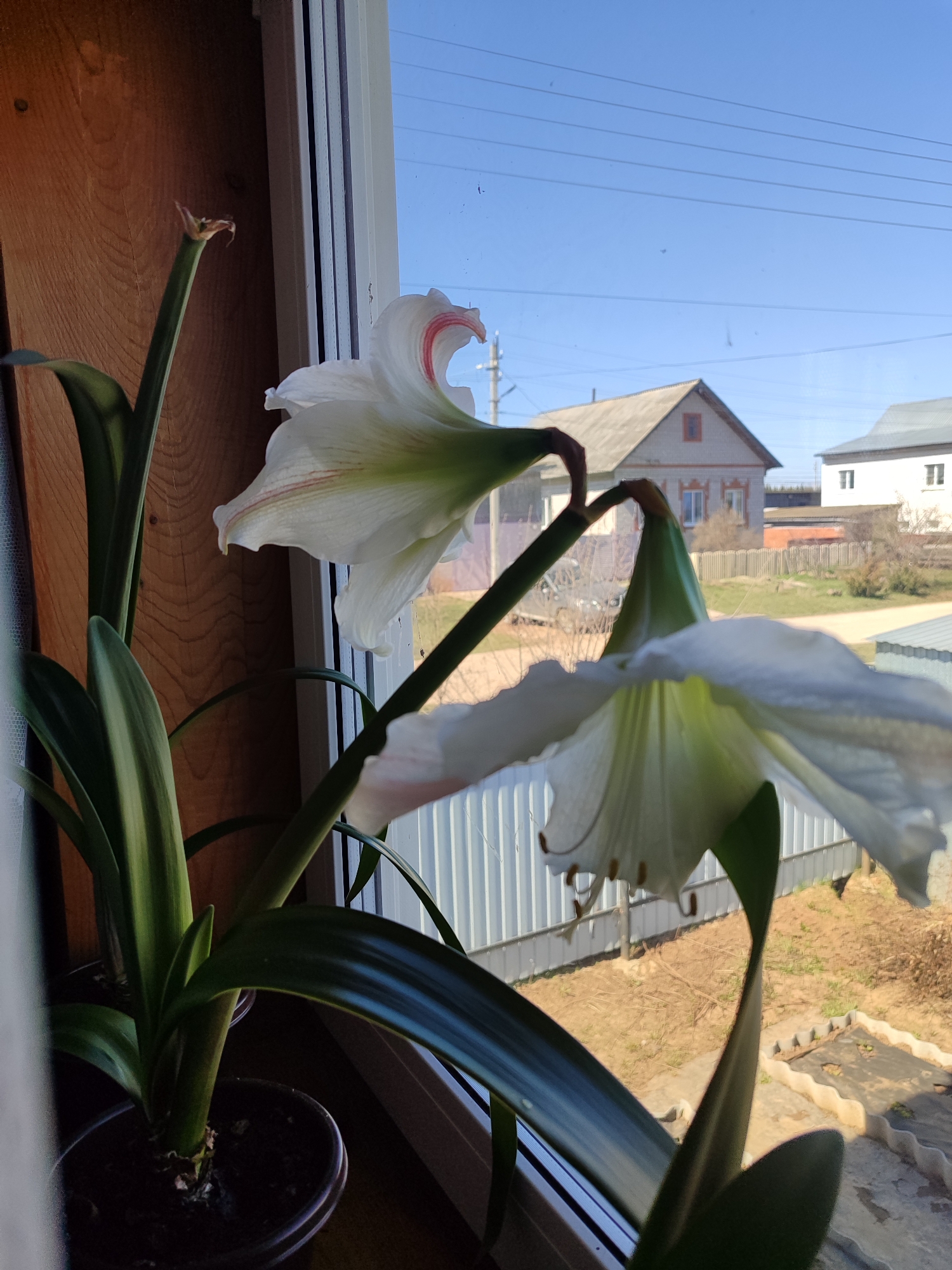 A potted amaryllis with two white flowers is on a window sill. Outside, two houses are visible, one light brick with a gabled roof and a red chimney, the other white with a flat roof. A white fence runs along the property line. There are trees and shrubs in the background. The photo was taken in Malaya Purga, Russia.