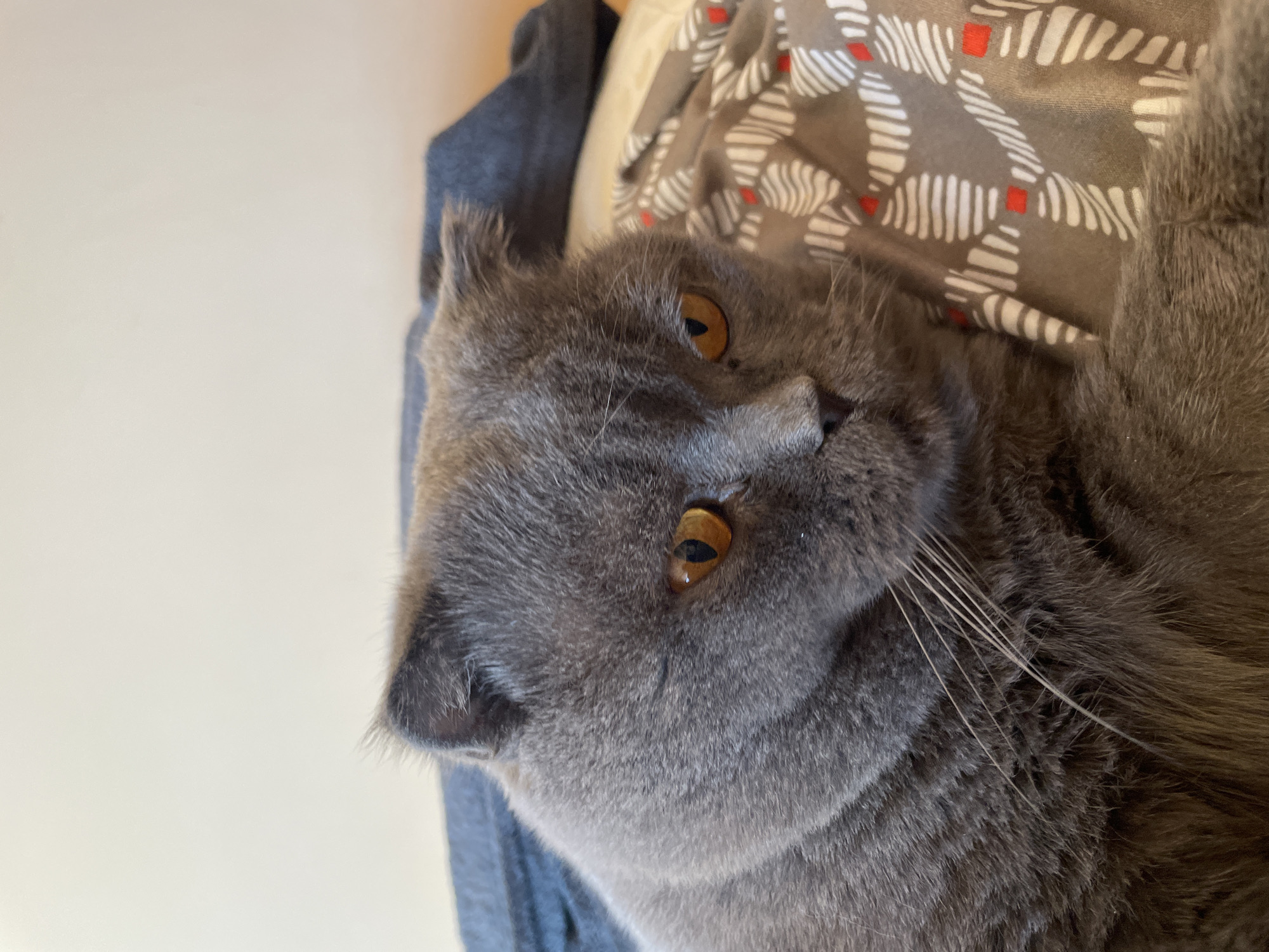 A gray Scottish Fold cat with amber eyes is lying down. The cat's head is tilted to the side, looking towards the viewer. The cat is resting on a surface covered with gray fabric featuring a white and red geometric pattern. The background includes a solid, light-colored wall on the left and a gray garment on the top-left.