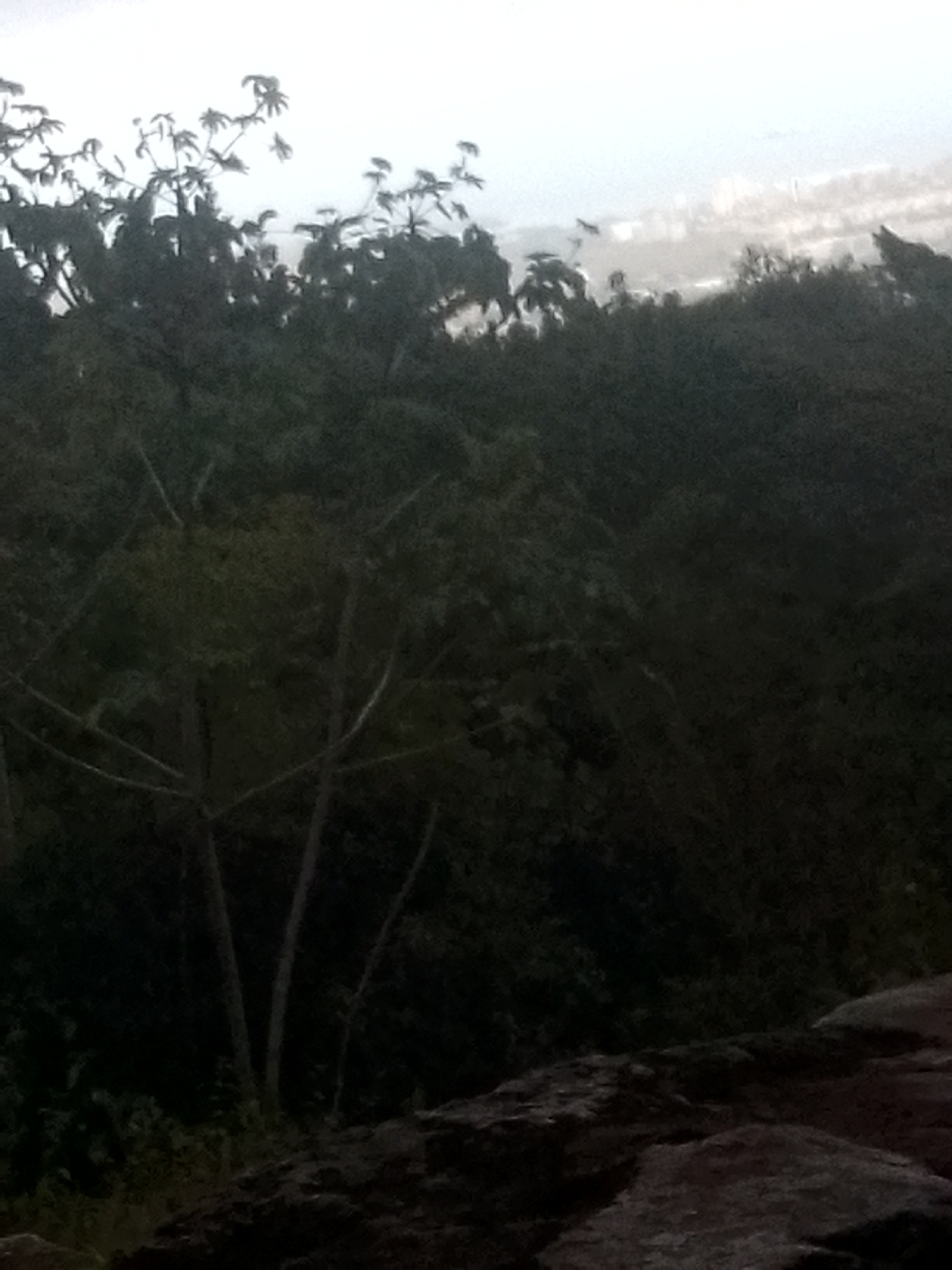 The image shows a densely forested area in what appears to be Las Piedras, Venezuela. The foreground features dark, rocky terrain, likely the edge of a cliff or elevated viewpoint. Several trees are prominent, displaying a mix of thin trunks and foliage silhouetted against the sky. The background is a dense, dark expanse of more trees, forming a canopy. The sky is overcast, suggesting either early morning or late evening. Overall, the image depicts a natural environment with an elevated vantage point, possibly within or on the outskirts of Las Piedras.