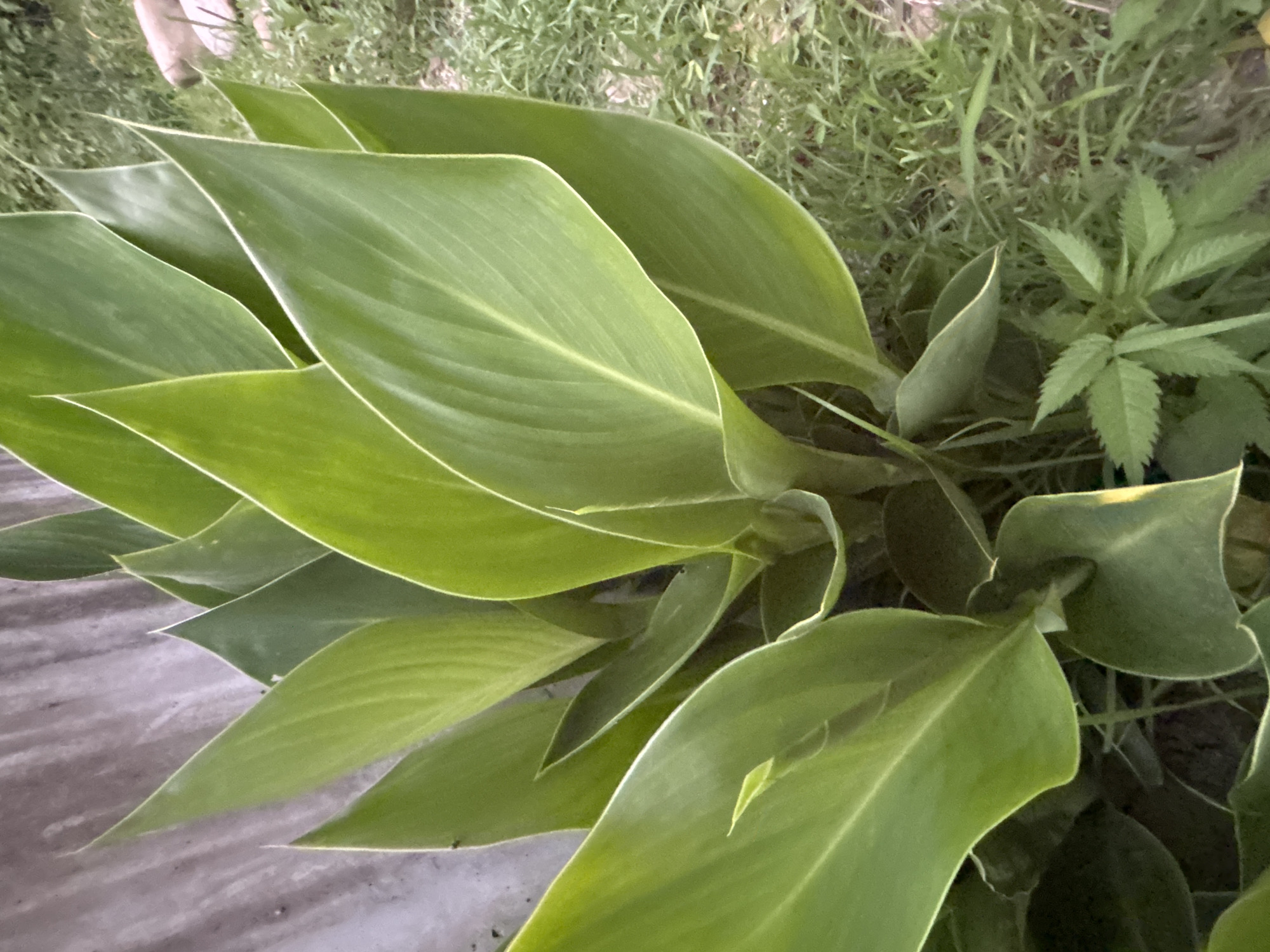 The image shows a close-up of a plant with large, green, lanceolate leaves, characteristic of a Canna Lily. The leaves are vibrant green with a slightly lighter margin, and their pointed tips are prominent. The plant is situated outdoors, with a textured, grey wall visible in the background to the left, and green grass and some scattered rocks to the right. A smaller, more delicate green plant with serrated leaves is visible at the bottom of the frame, nestled amongst the larger Canna leaves. The lighting suggests it is daytime, possibly late afternoon or early morning given the softer shadows. The overall scene appears to be a garden or a landscaped area. The location is specified as the city of Sochi, Russia. There are no people or animals present in the image, and no specific actions are depicted, other than the passive presence of the plant in its environment.