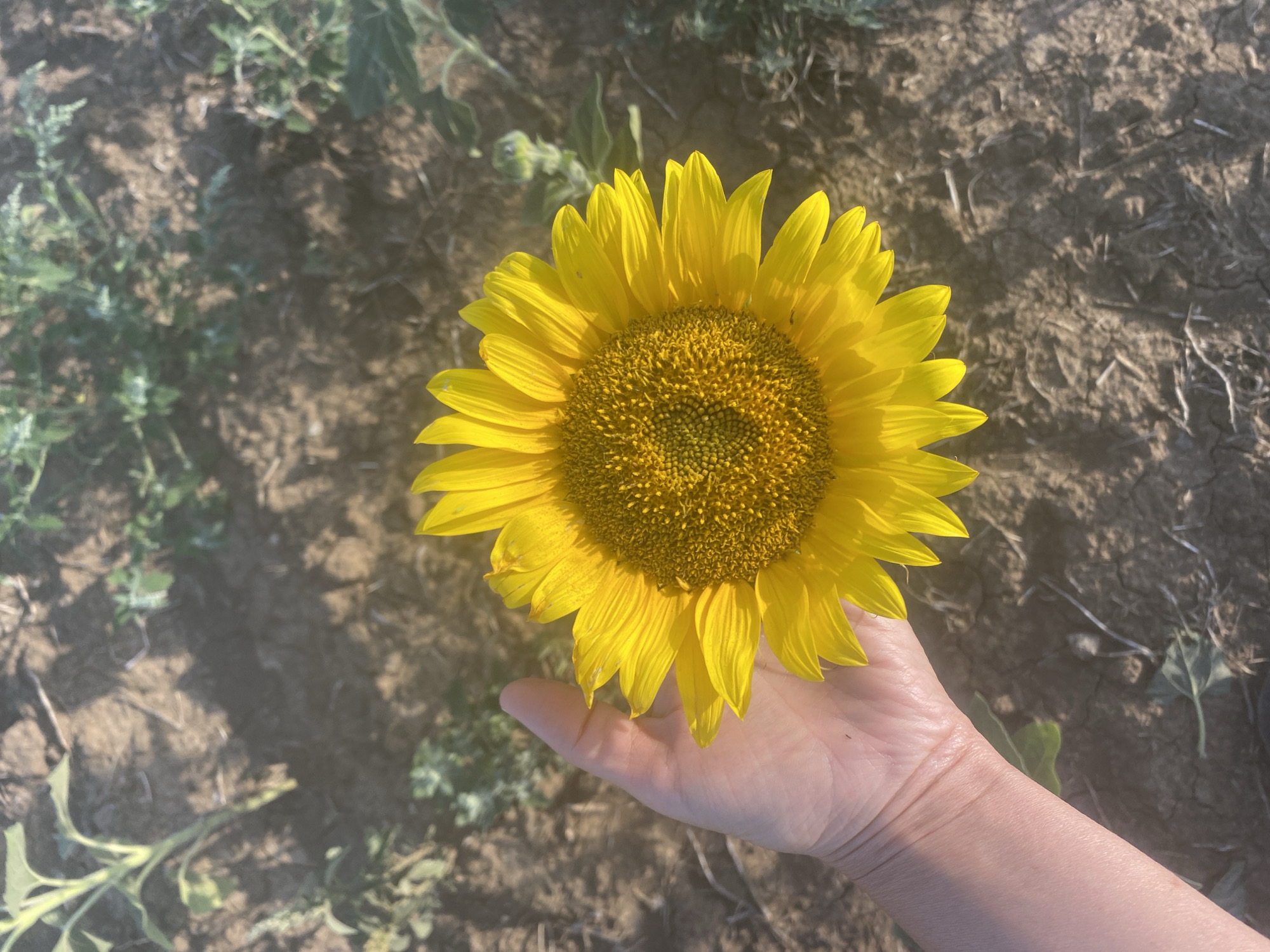 A close-up, high-angle shot shows a hand holding a vibrant yellow sunflower in a field. The sunflower's face is centered in the frame, with its petals radiating outwards. The hand is gently supporting the flower, with the fingers and palm visible. The background consists of dry, cracked earth and sparse green vegetation, suggesting a rural or agricultural setting. The lighting appears to be natural daylight, casting shadows on the ground.