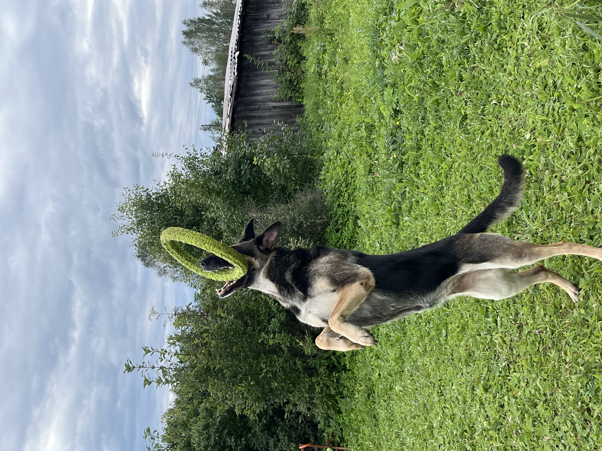 A German Shepherd dog is captured mid-air in a grassy outdoor setting, attempting to bite a bright green ring toy. The dog is standing on its hind legs, with its front paws extended upwards. The background features lush green vegetation, including trees and bushes, and a rustic wooden structure that appears to be a shed or barn. The sky above is overcast with grey clouds. The scene is consistent with a backyard or rural area, possibly in Nizhny Tagil, Russia, given the typical architecture and landscape often found in such locations. There are no people visible in the image. The dog's fur is a mix of black, tan, and grey. The toy is a woven ring, likely made of durable material for dog play.
