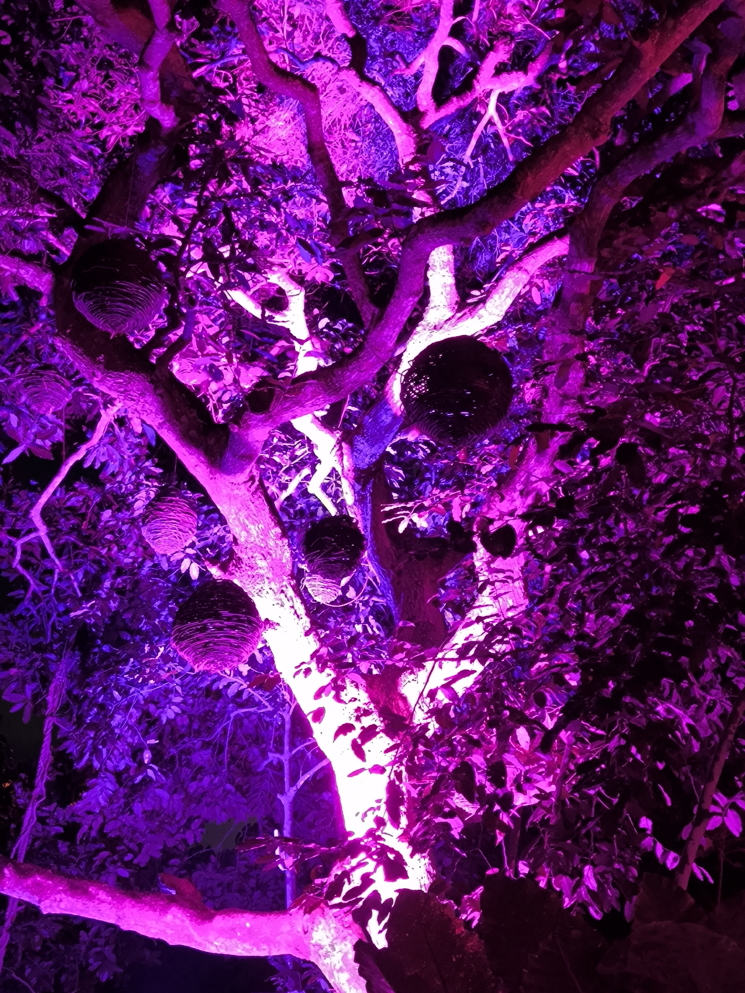The image depicts a tree illuminated with vibrant purple light, casting a surreal glow on its branches and foliage. Several spherical, woven objects, resembling nests or decorative lanterns, are suspended from the branches. The lighting suggests it is nighttime or a dimly lit environment, possibly an outdoor decorative display. The image does not contain any specific geographical markers or elements that would allow for the identification of a particular location within Kediri, Indonesia, or any other city.